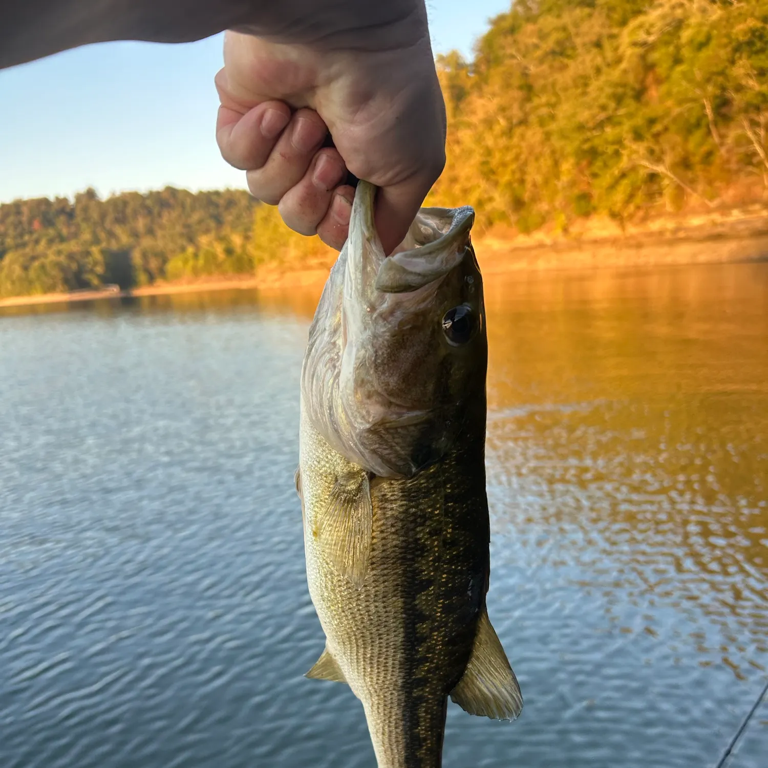 Fish caught on Fishbrain