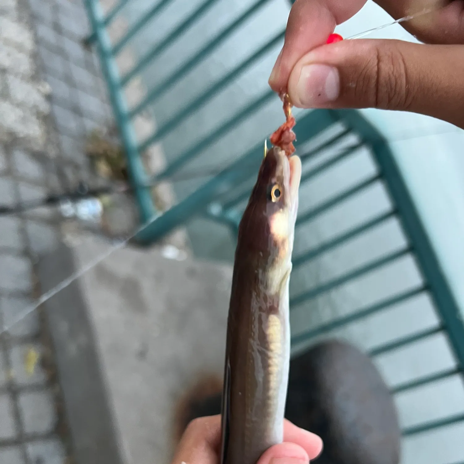 American eel caught on Fishbrain