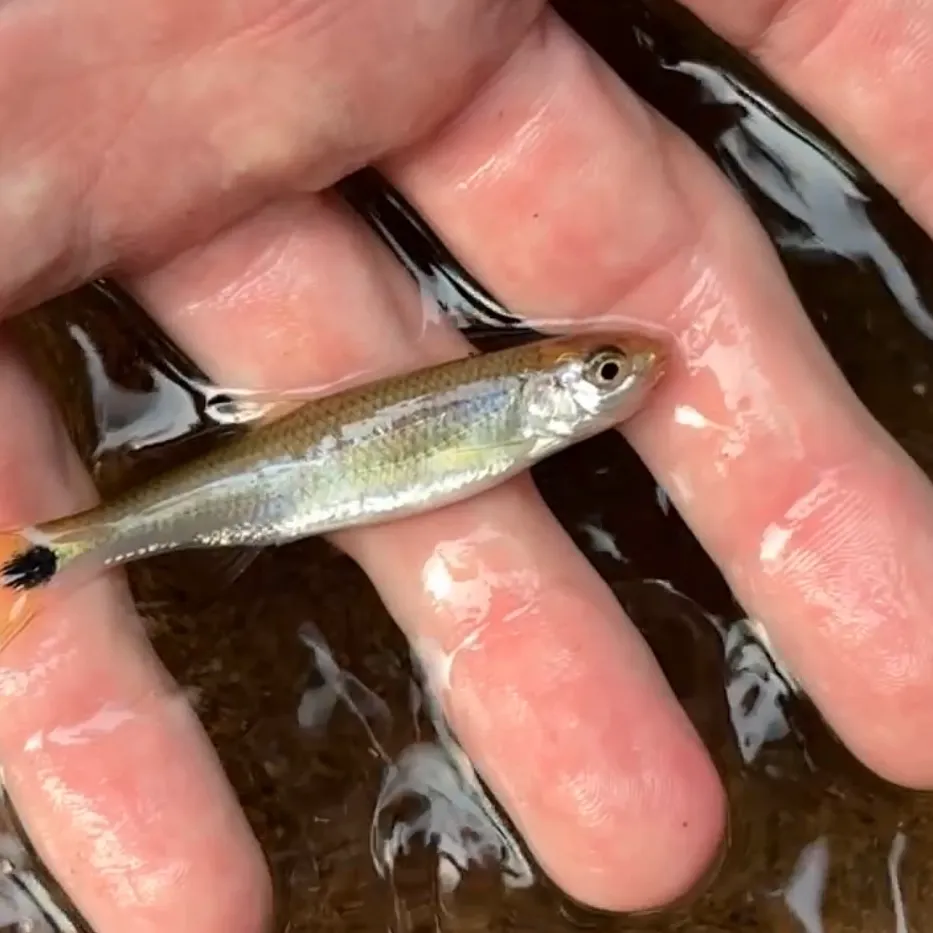 The most recent Eastern blacktail shiner catches on Fishbrain