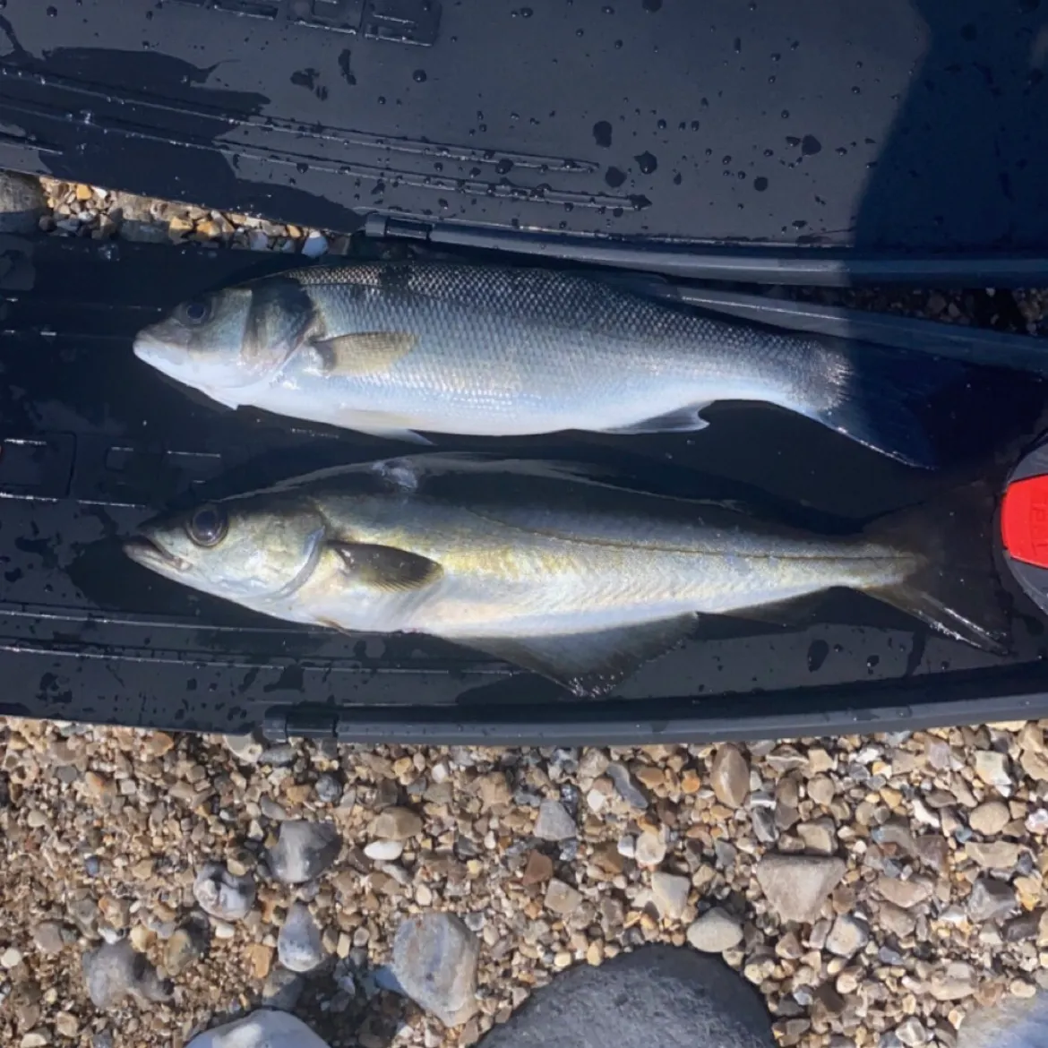 The most recent Pollack catches on Fishbrain