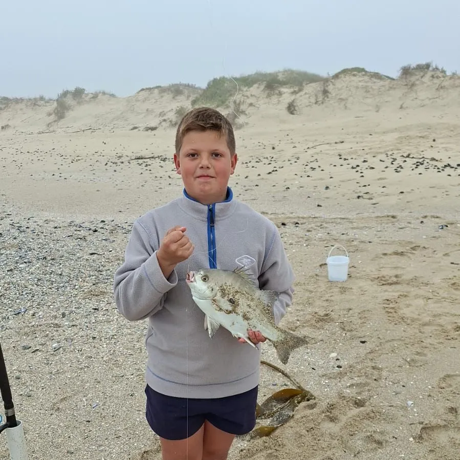 The most recent Galjoen catches on Fishbrain