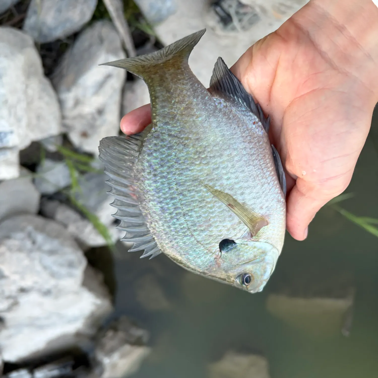 Bluegill caught on Fishbrain