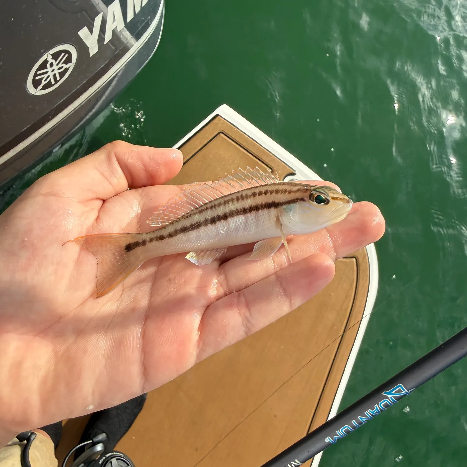 The most recent Dwarf sand perch catches on Fishbrain