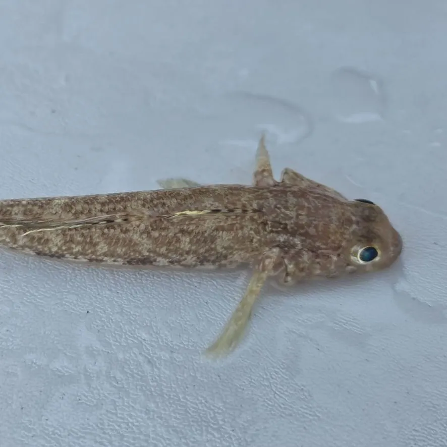 The most recent Black goby catches on Fishbrain