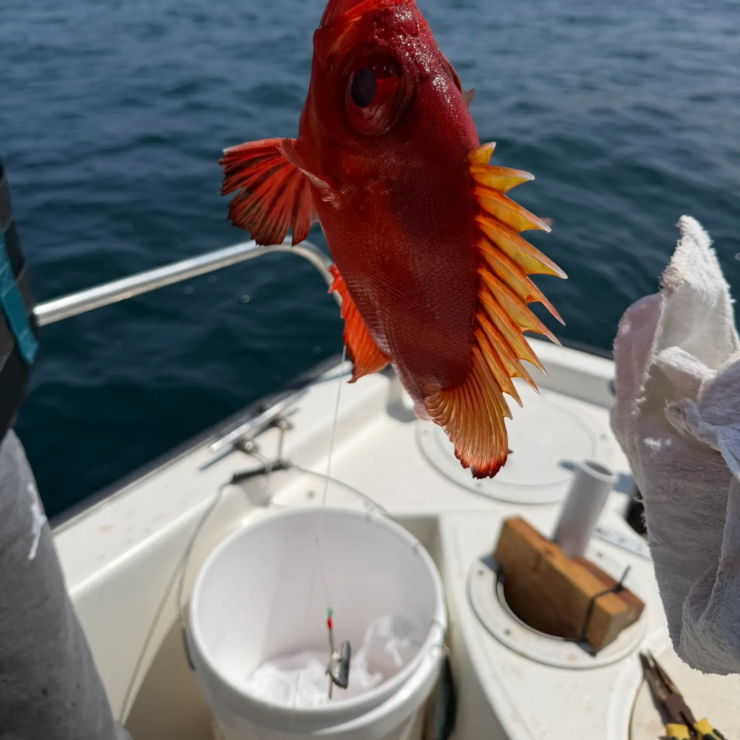 The most recent Atlantic bigeye catches on Fishbrain