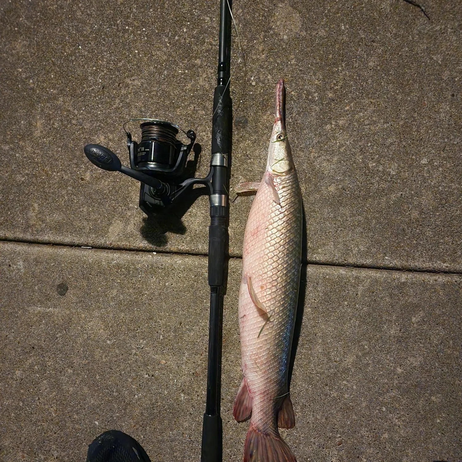recently logged catches