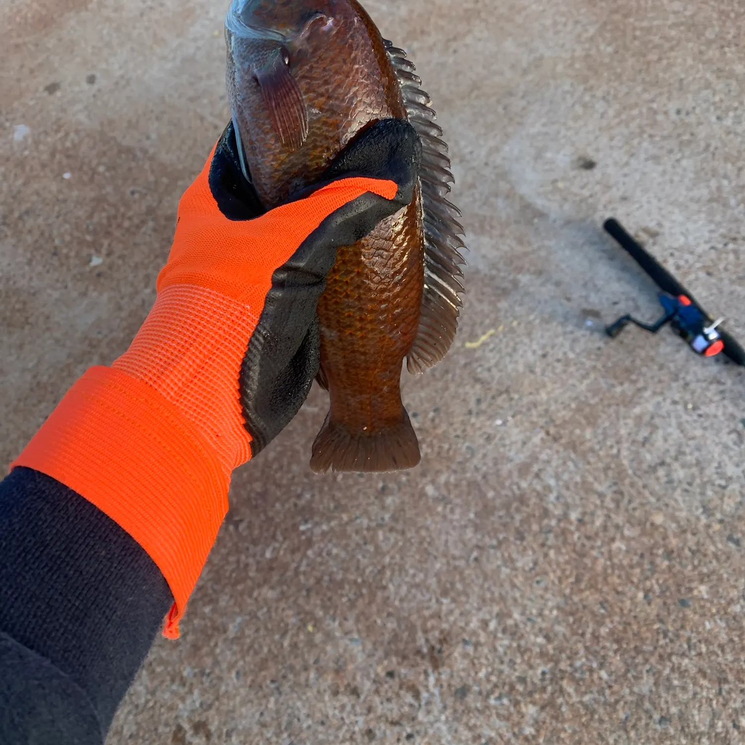 Cunner caught on Fishbrain