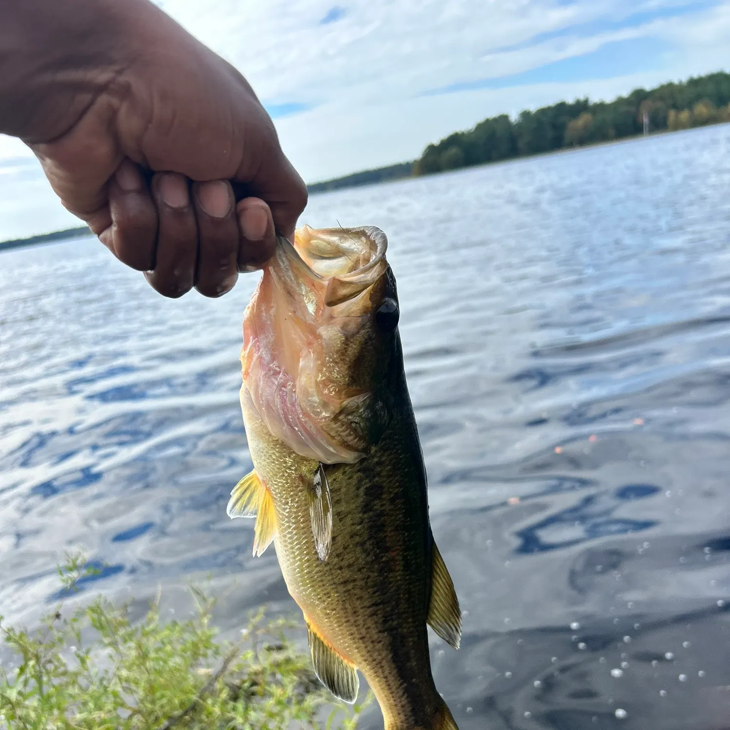 Largemouth bass caught on Fishbrain