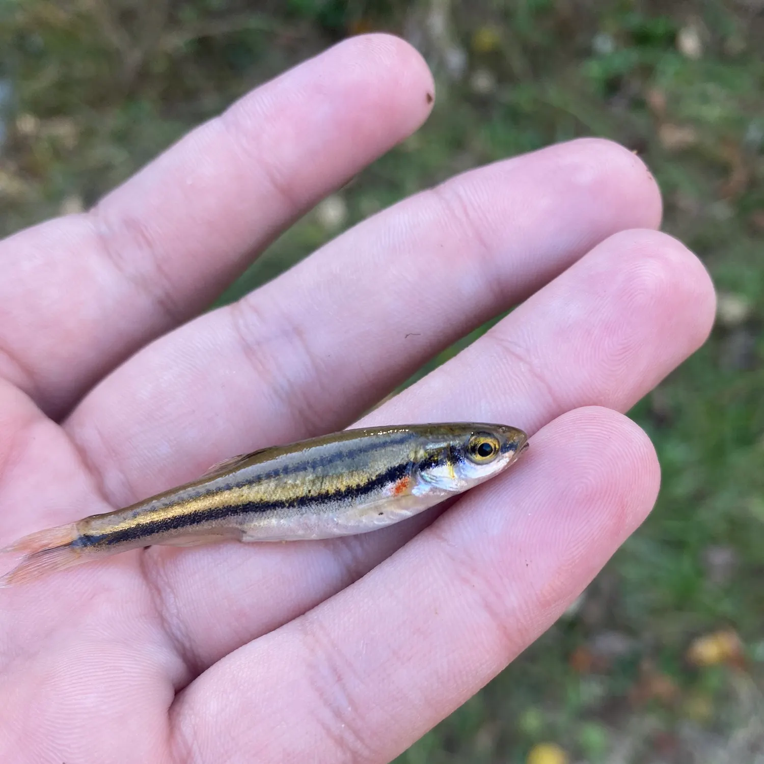 The most recent Blackstripe topminnow catches on Fishbrain