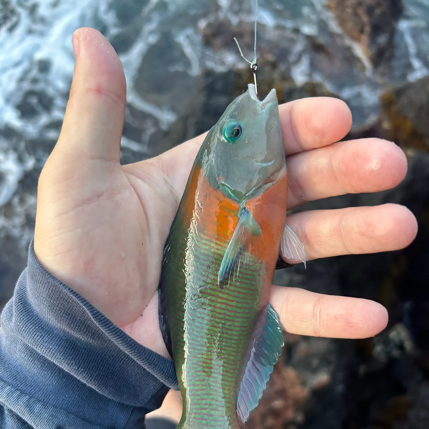 The most recent Saddle wrasse catches on Fishbrain