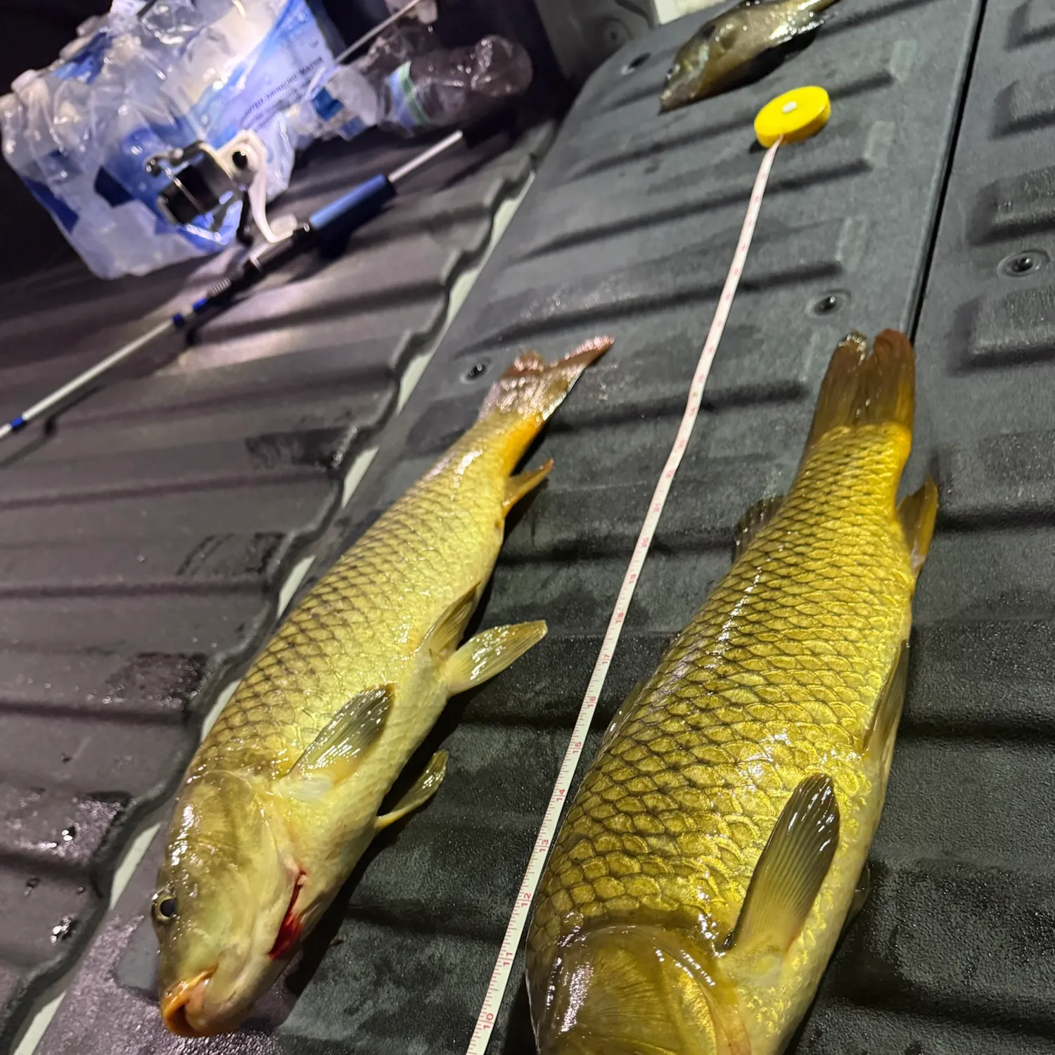 Common carp caught on Fishbrain