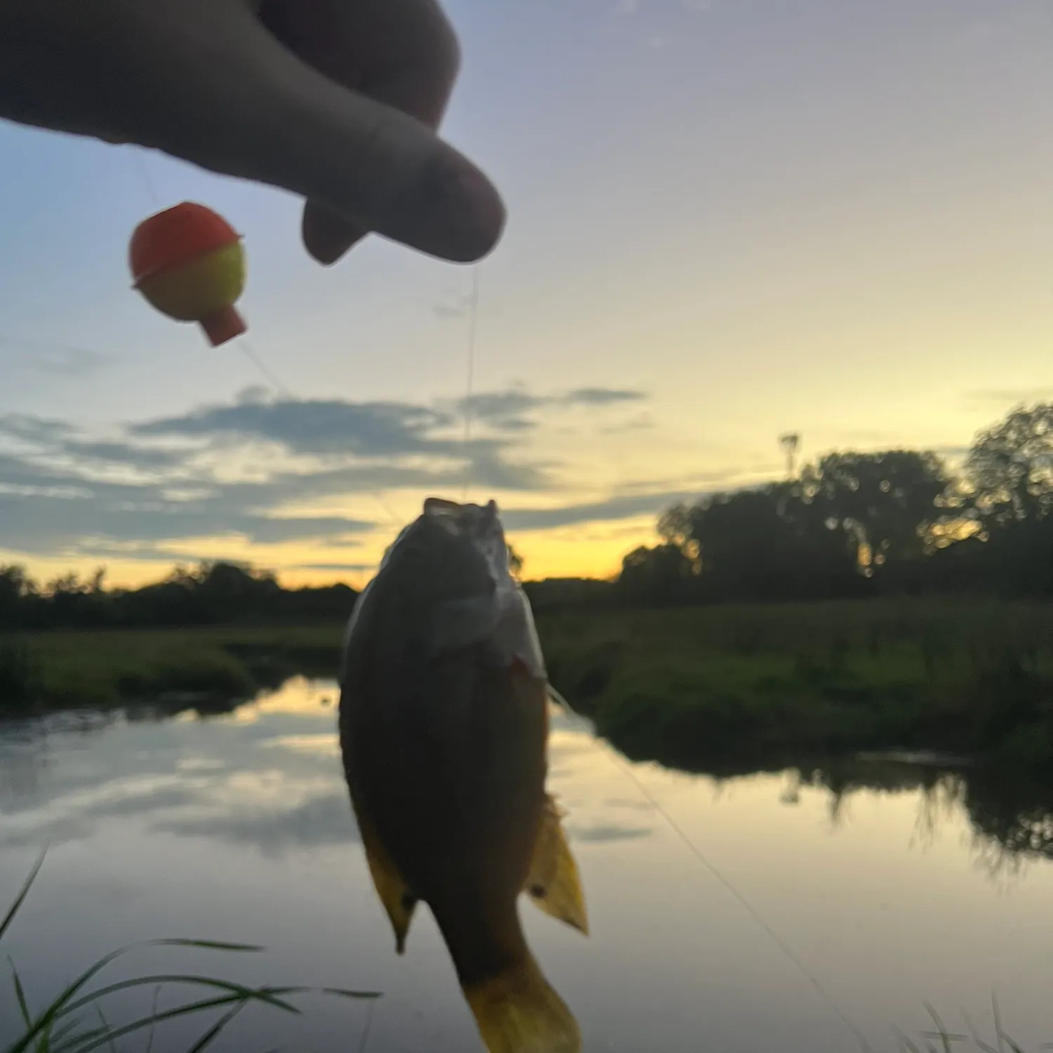 Green sunfish caught on Fishbrain
