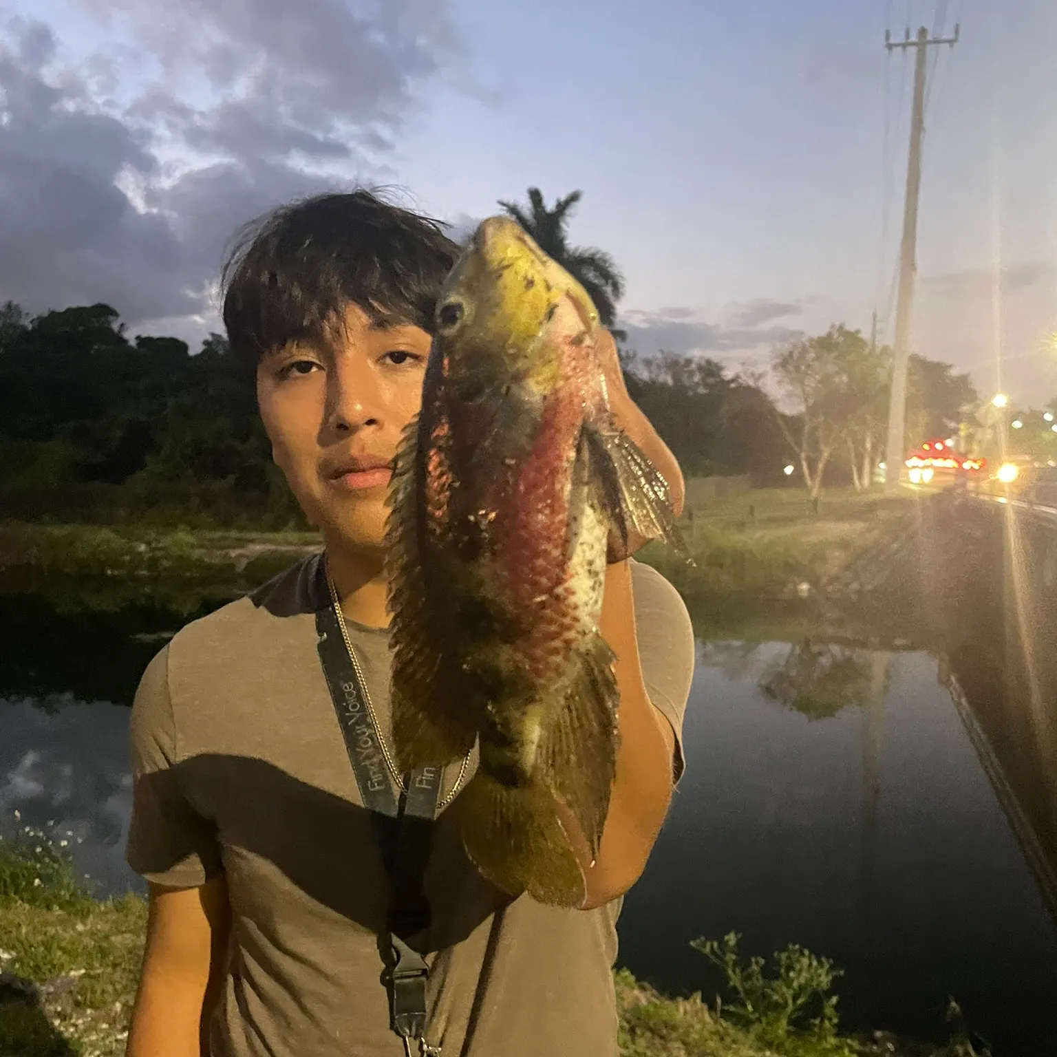 The most recent Mayan cichlid catches on Fishbrain