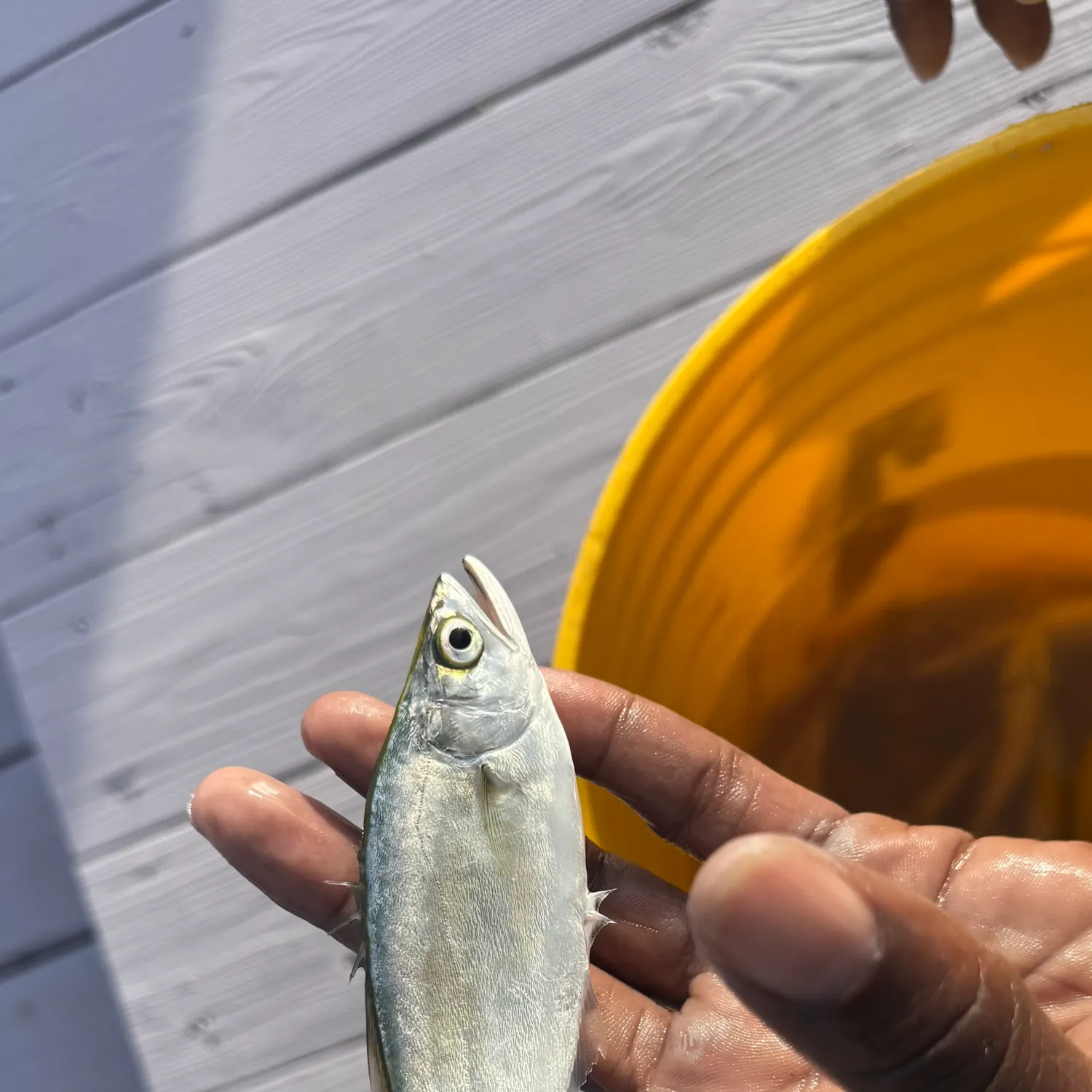 The most recent Leatherjack catches on Fishbrain