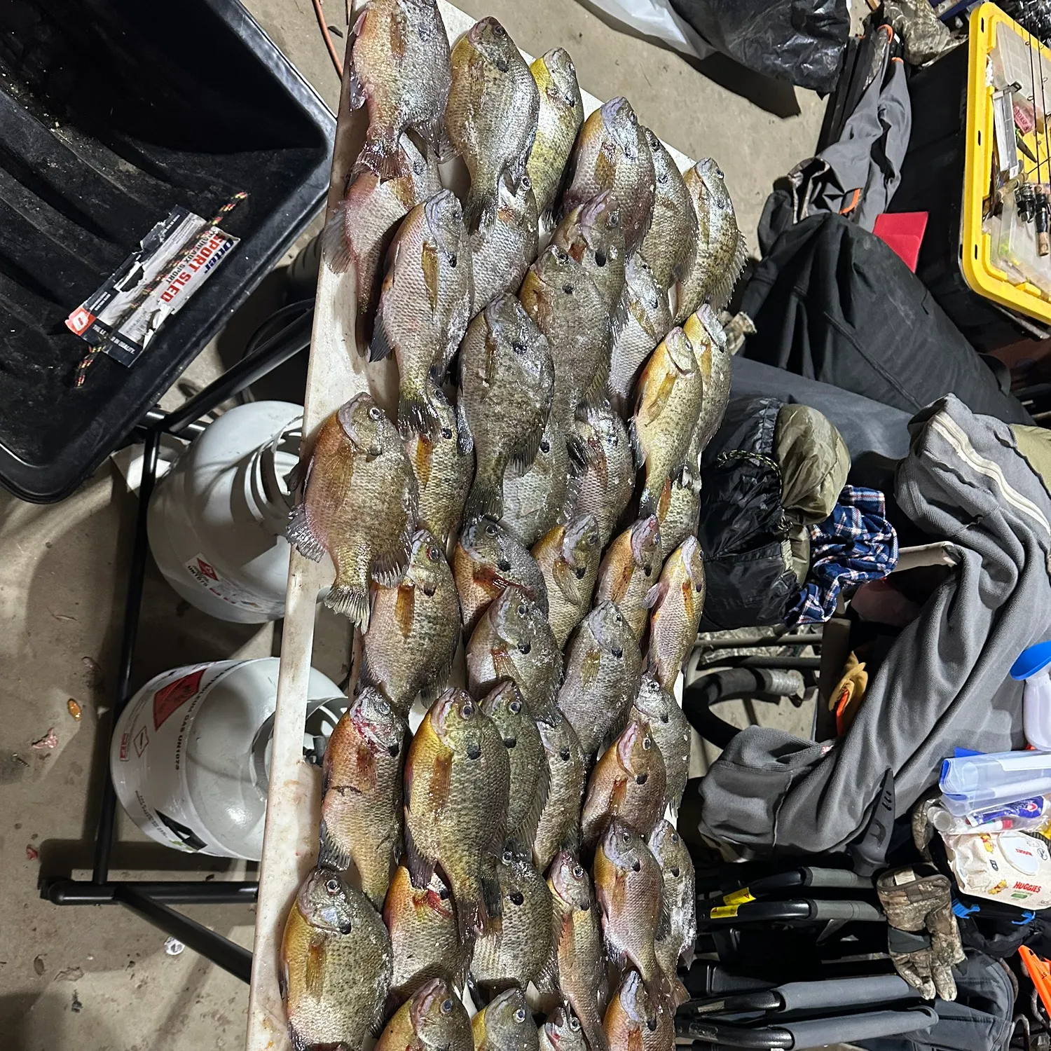 recently logged catches