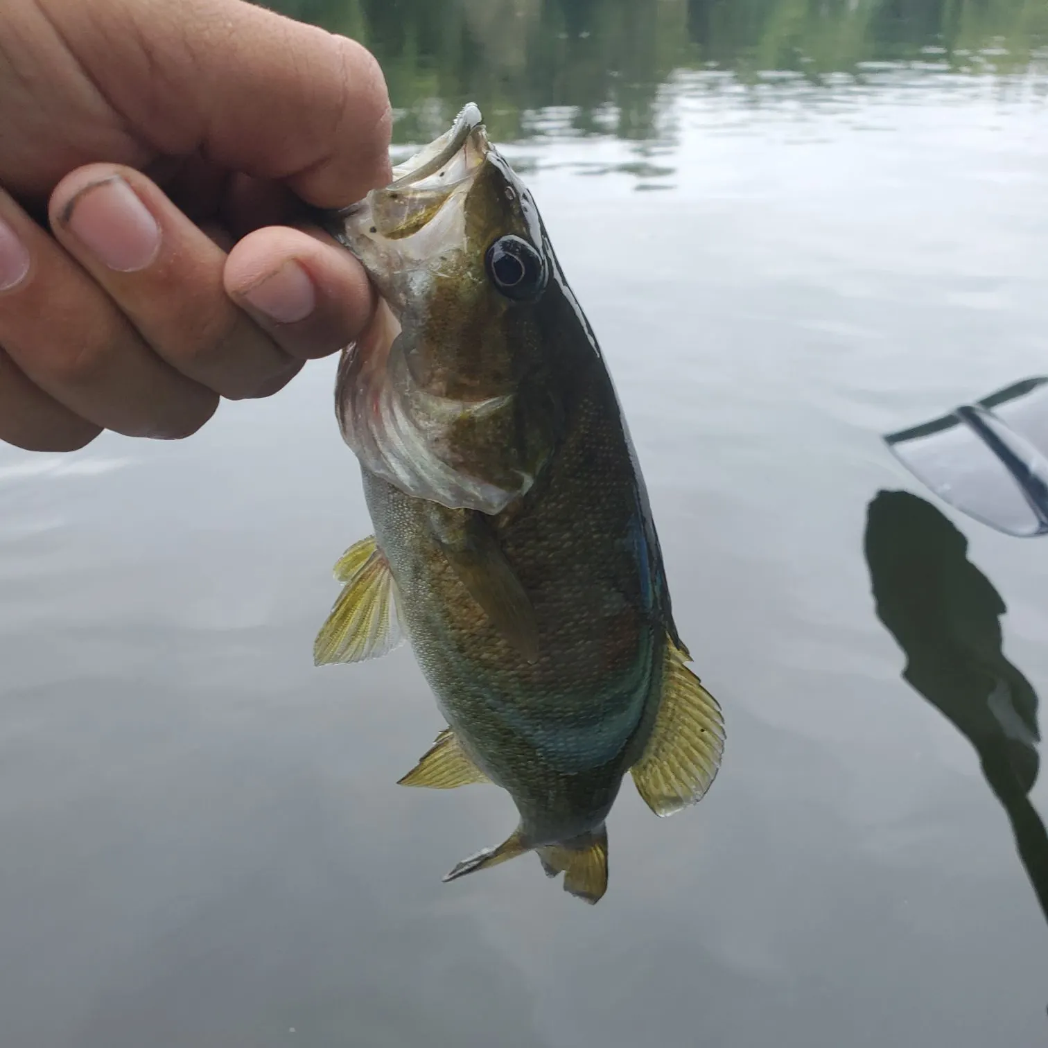 Smallmouth bass caught on Fishbrain