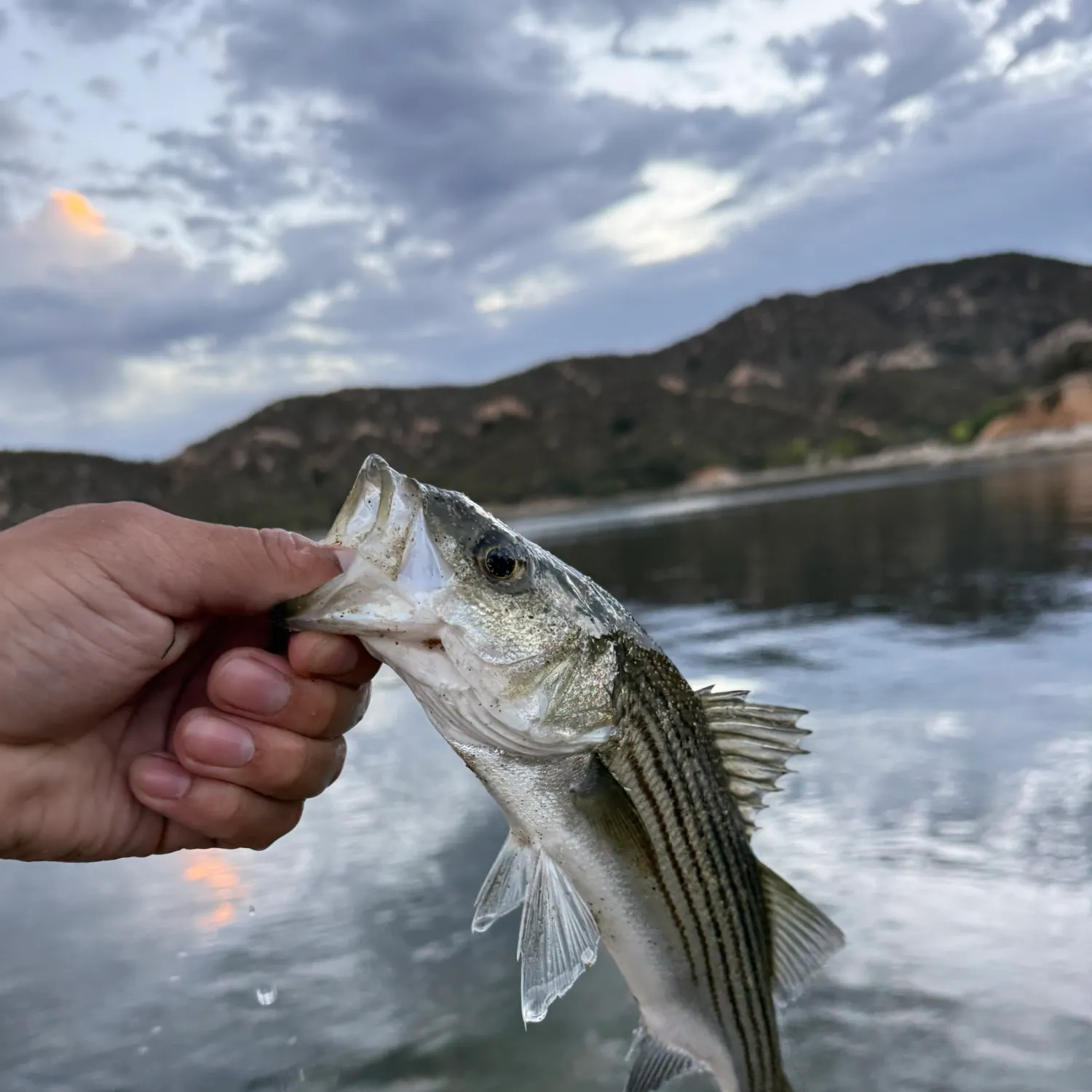Striped bass caught on Fishbrain