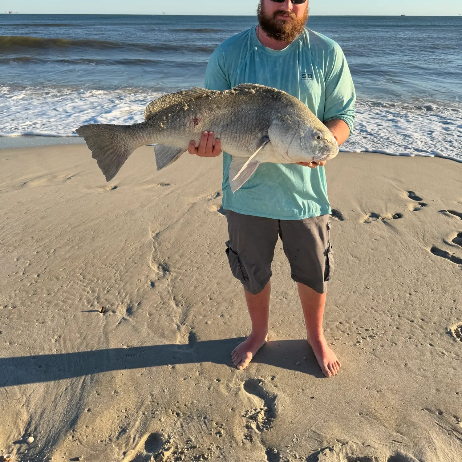 Black drum caught on Fishbrain
