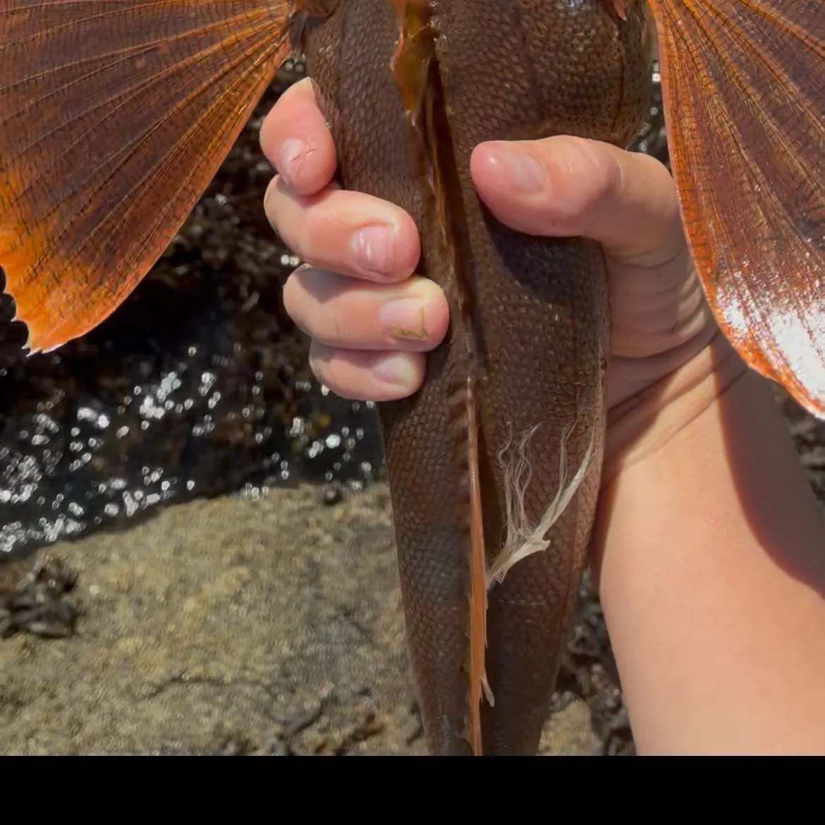 The most recent Striped searobin catches on Fishbrain