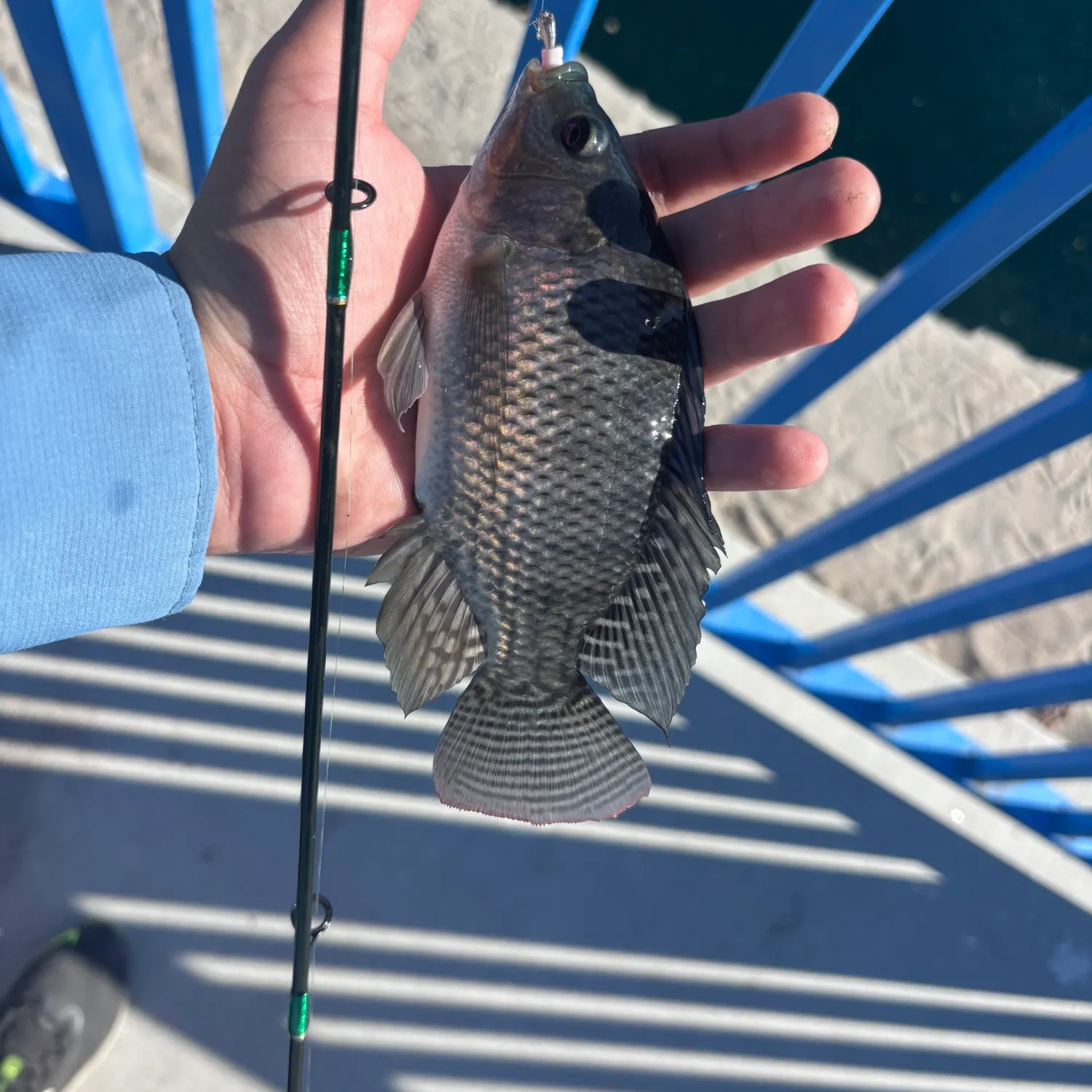 Blue tilapia caught on Fishbrain