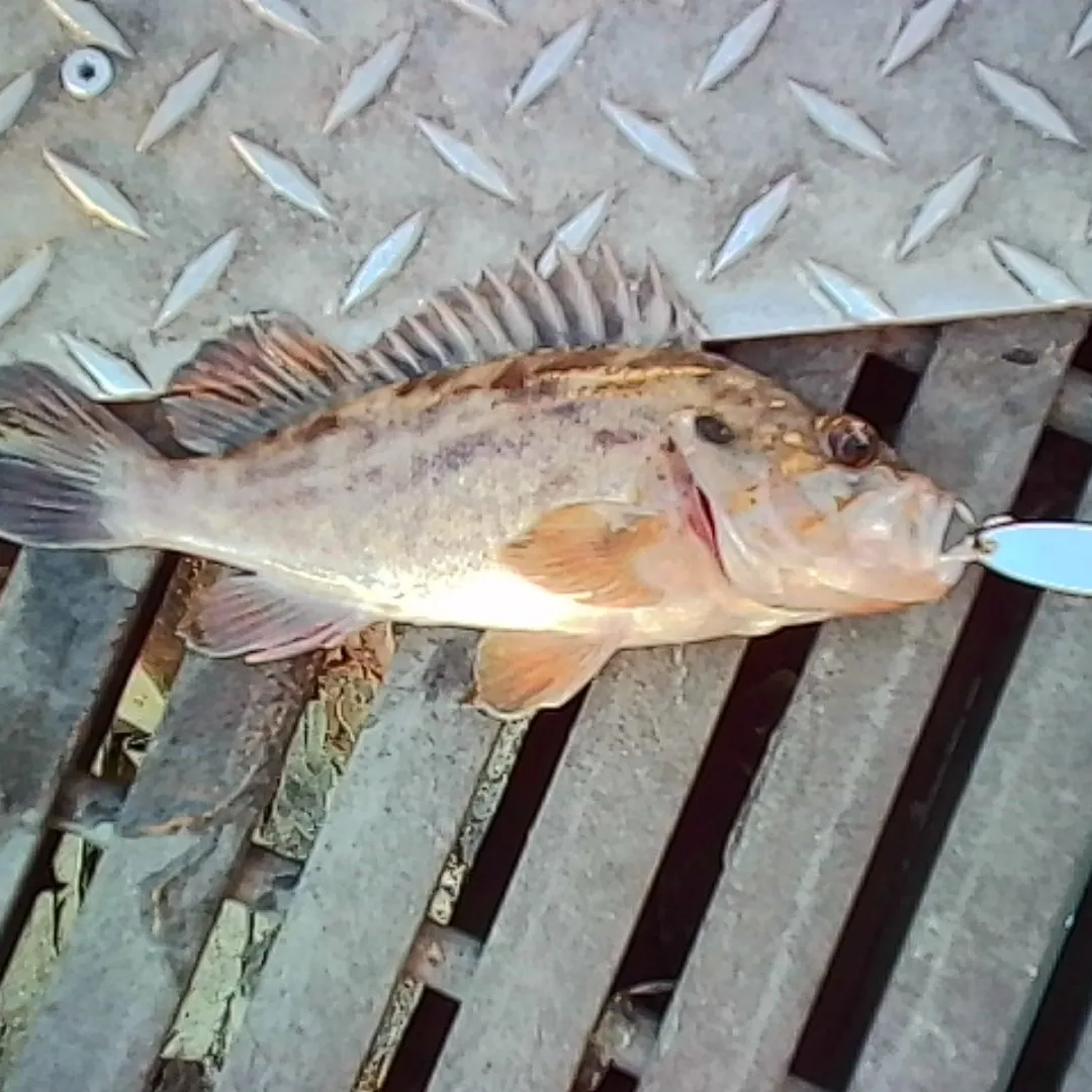 Brown rockfish caught on Fishbrain