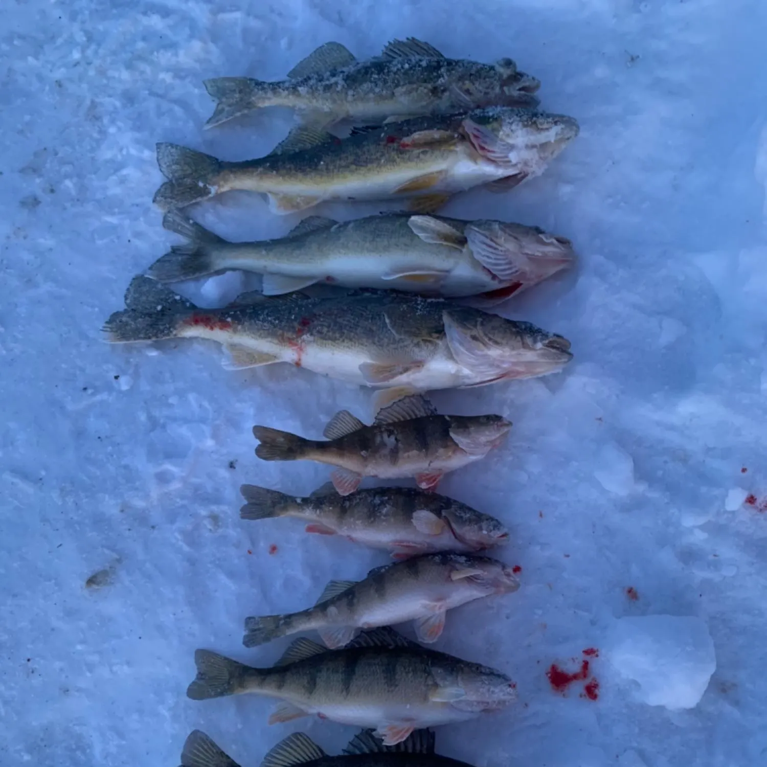 recently logged catches