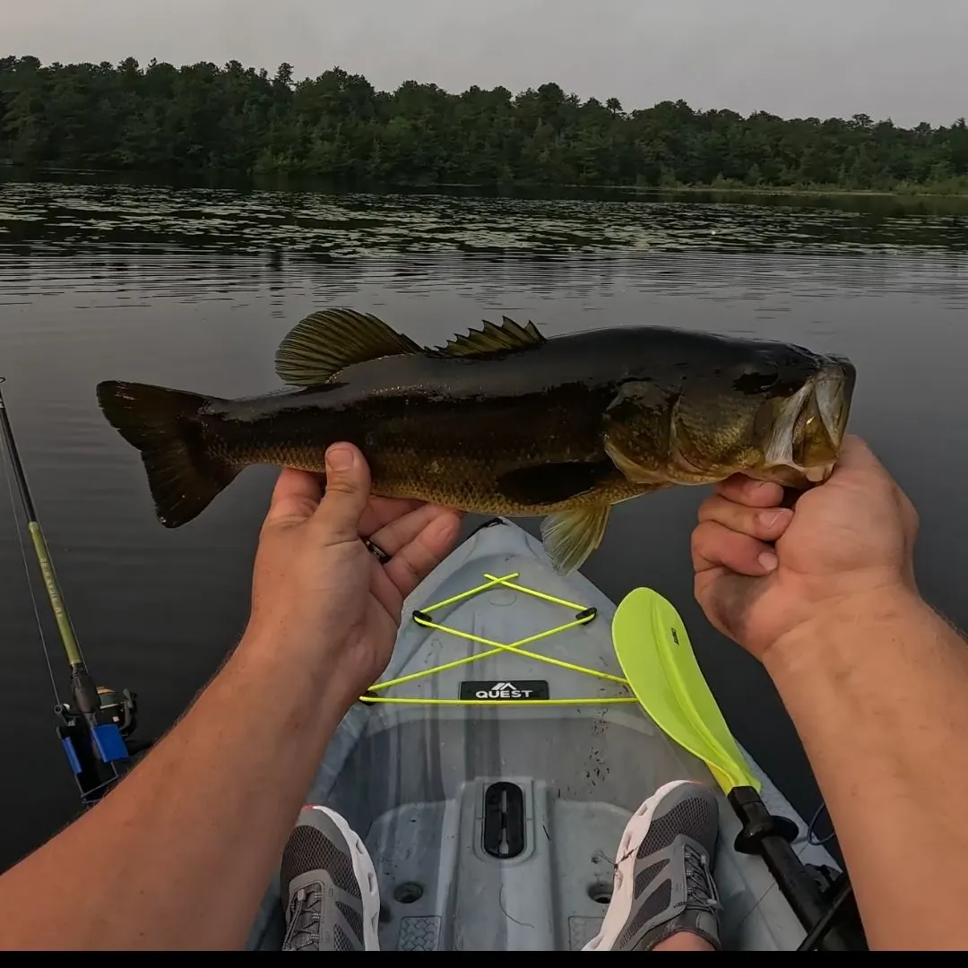 Largemouth bass caught on Fishbrain