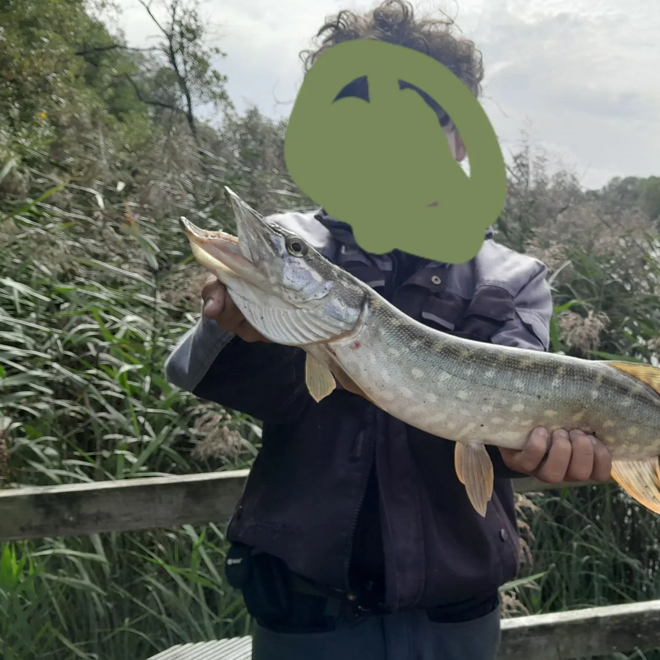 Northern pike caught on Fishbrain