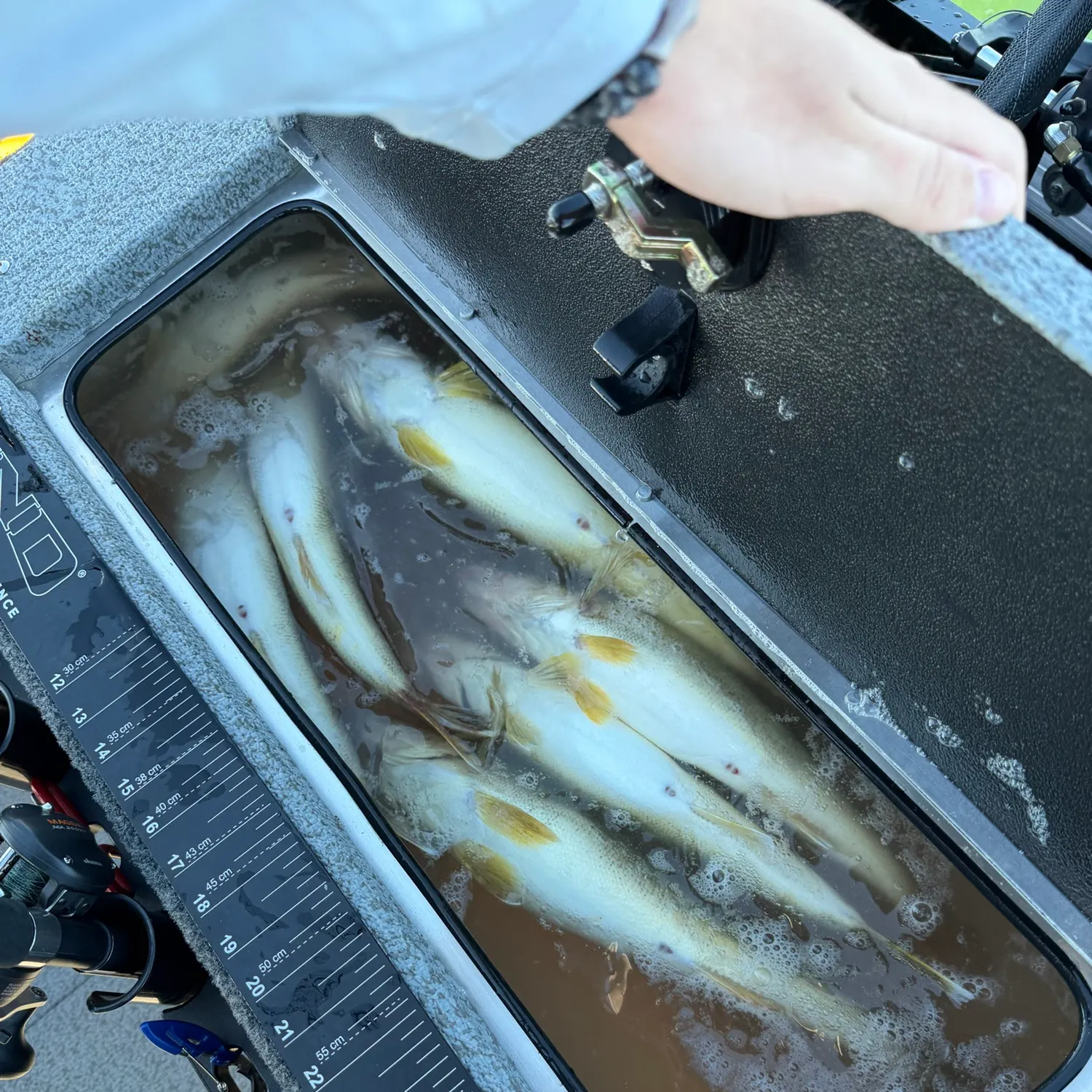 Walleye caught on Fishbrain