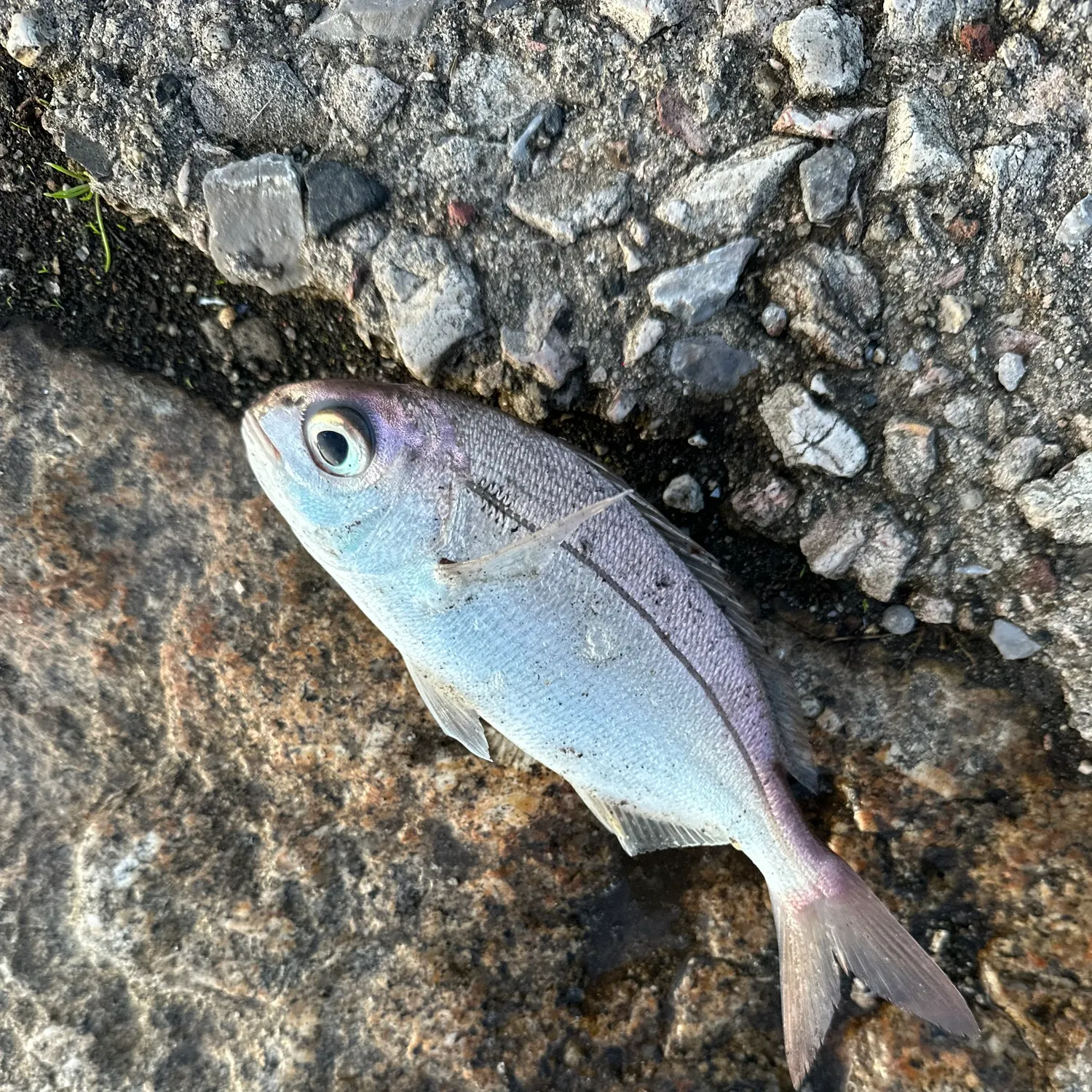 The most recent Red seabream catches on Fishbrain