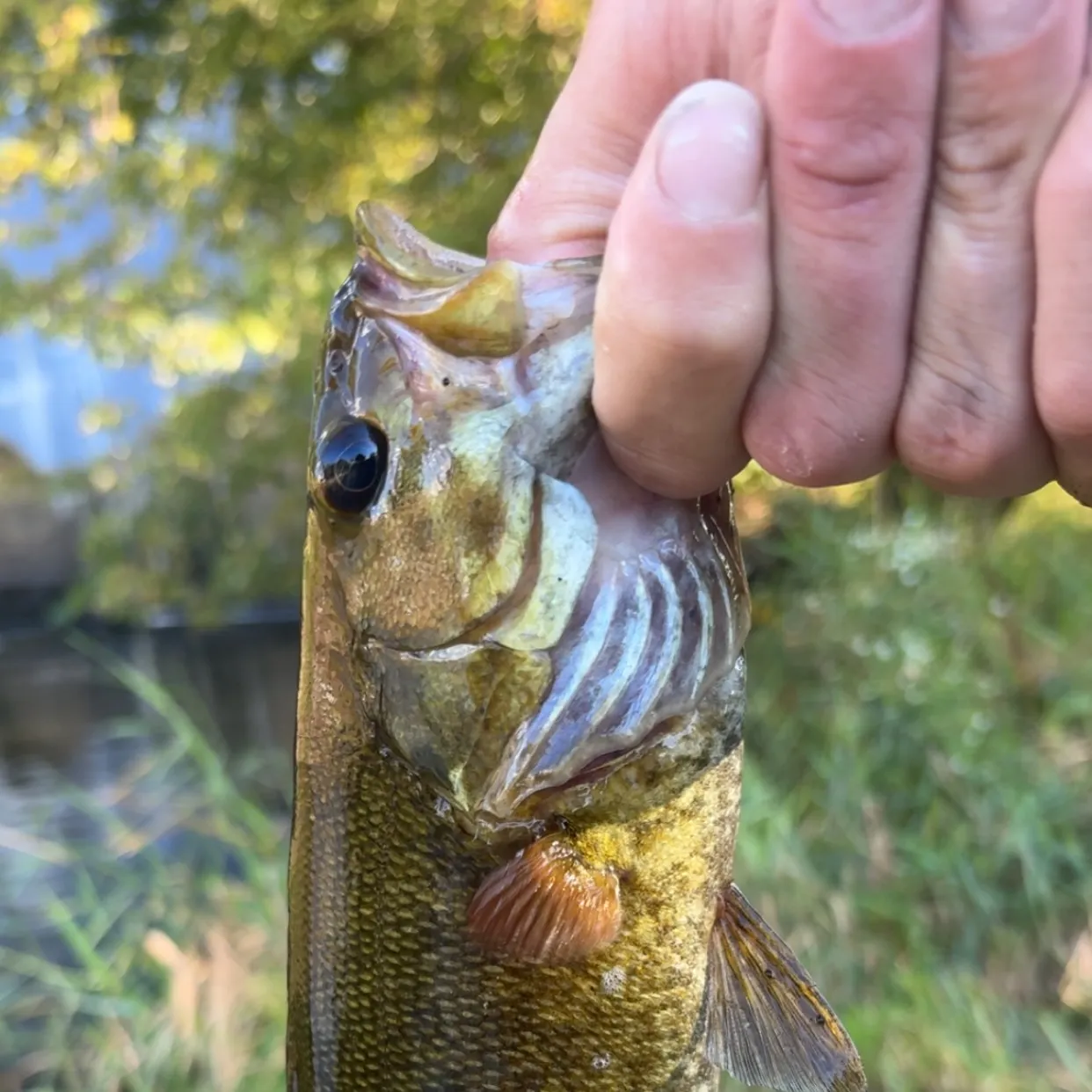 Smallmouth bass caught on Fishbrain