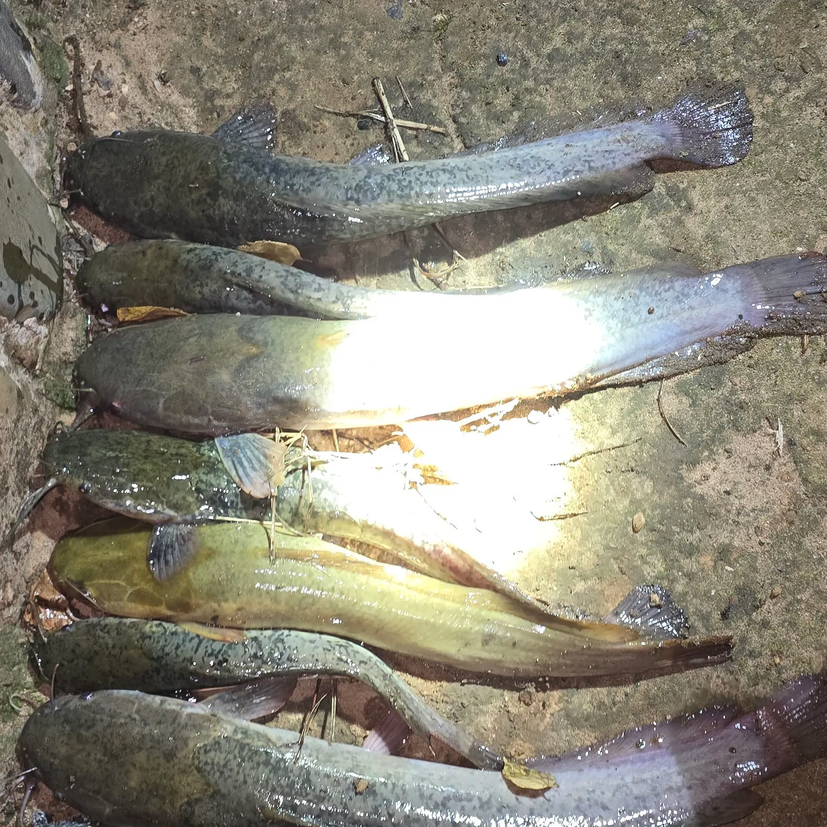 The most recent North African catfish catches on Fishbrain