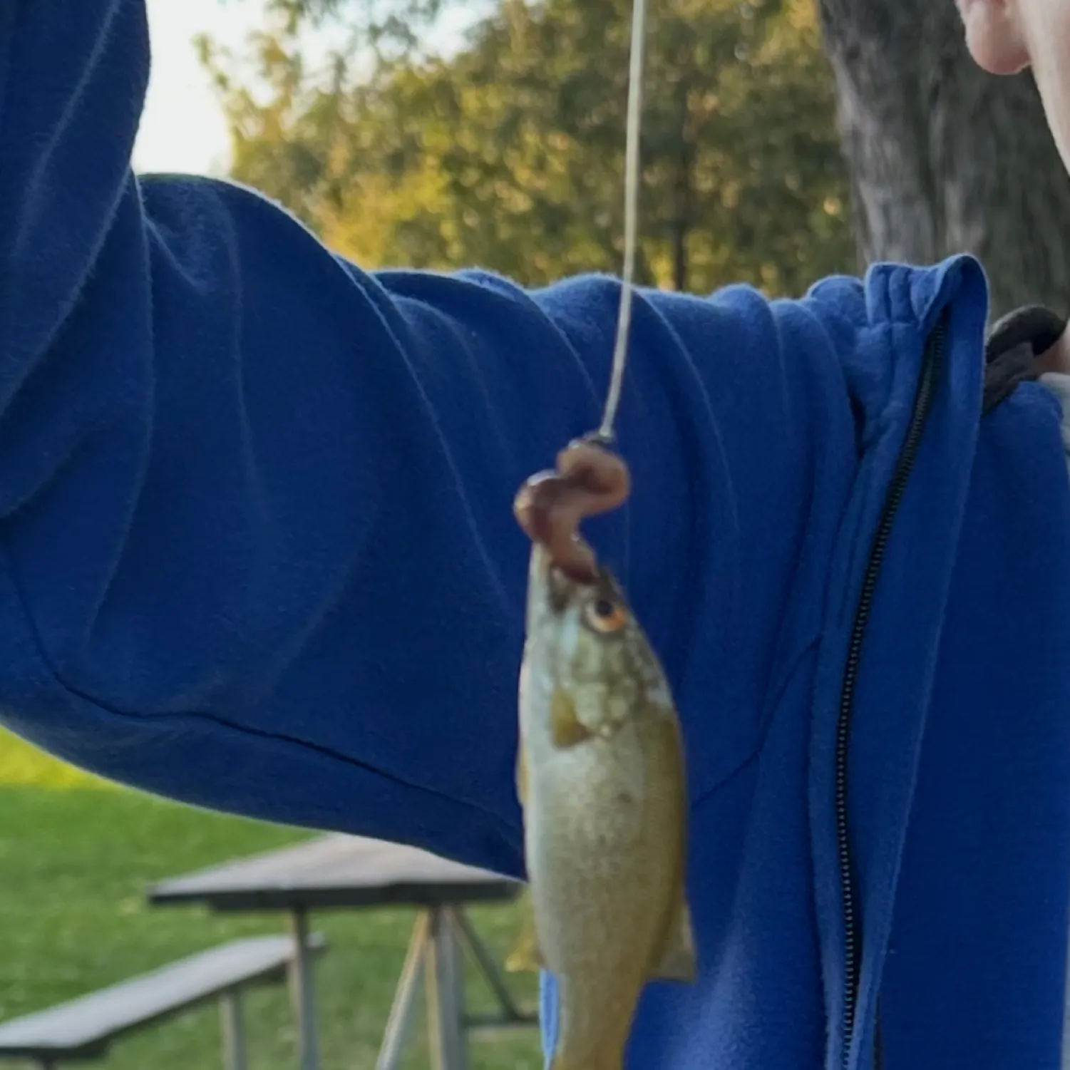 The most recent Slender rainbow sardine catches on Fishbrain