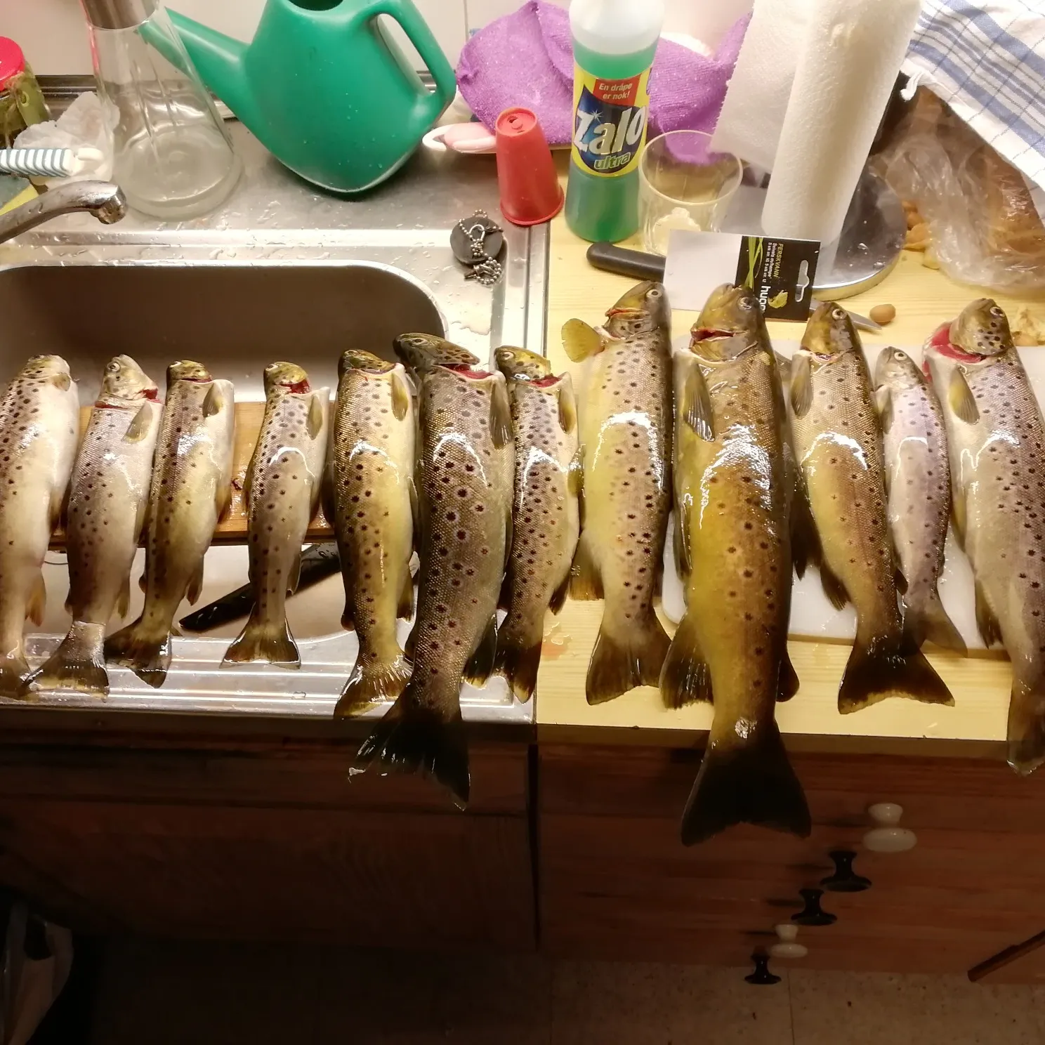 recently logged catches