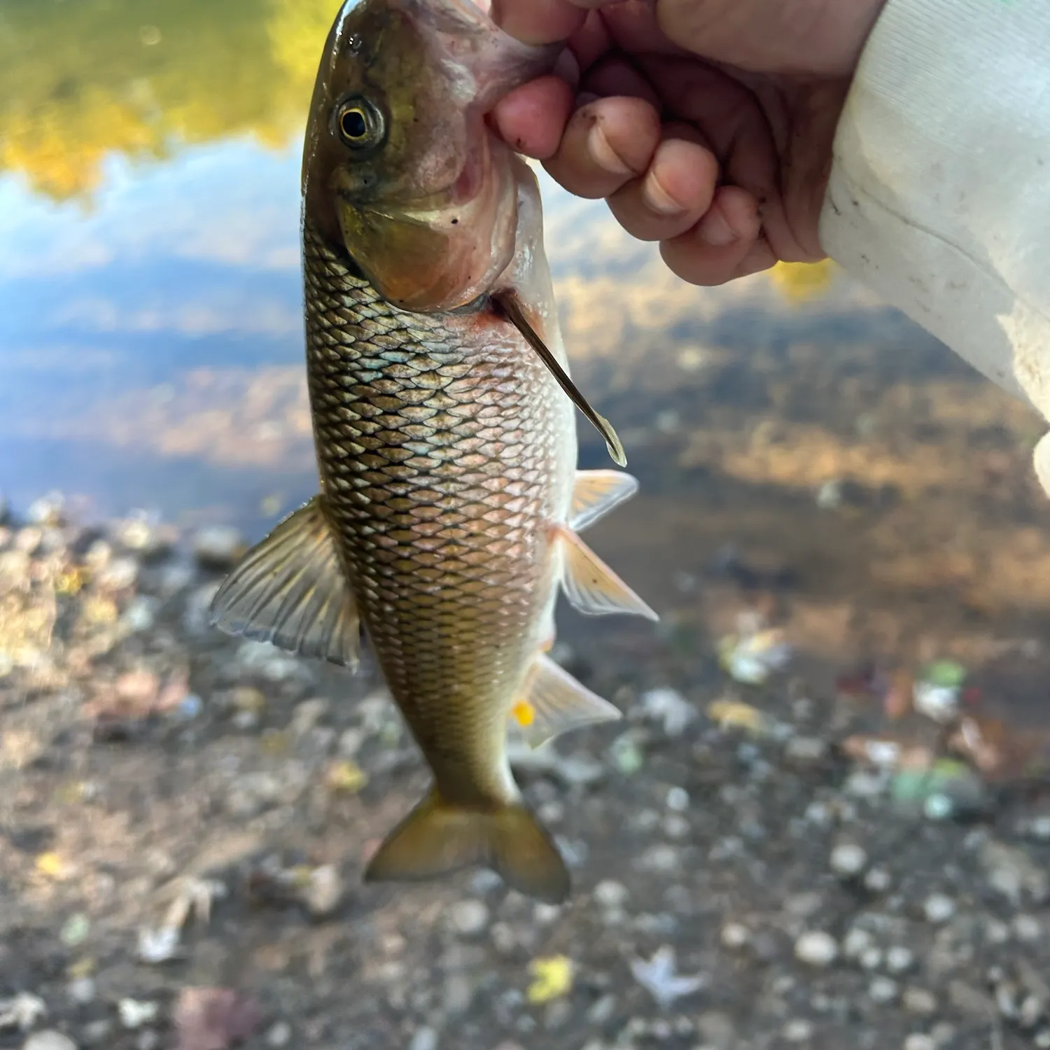 Fallfish caught on Fishbrain