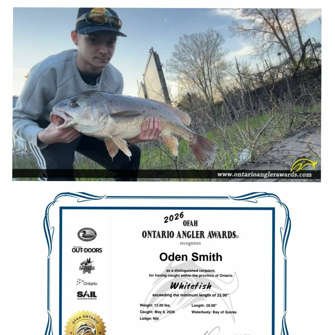 recently logged catches