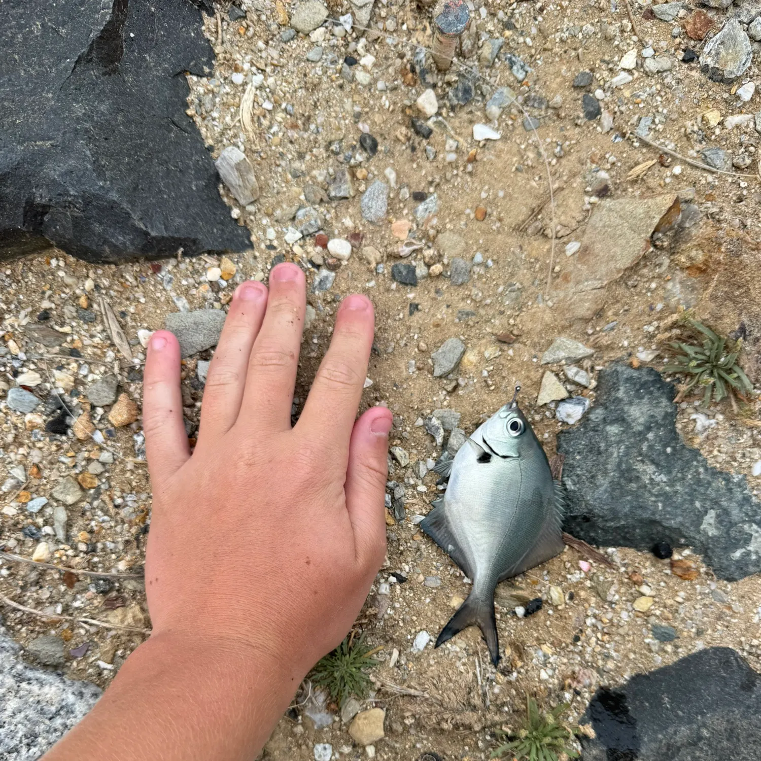 The most recent Silver sweep catches on Fishbrain