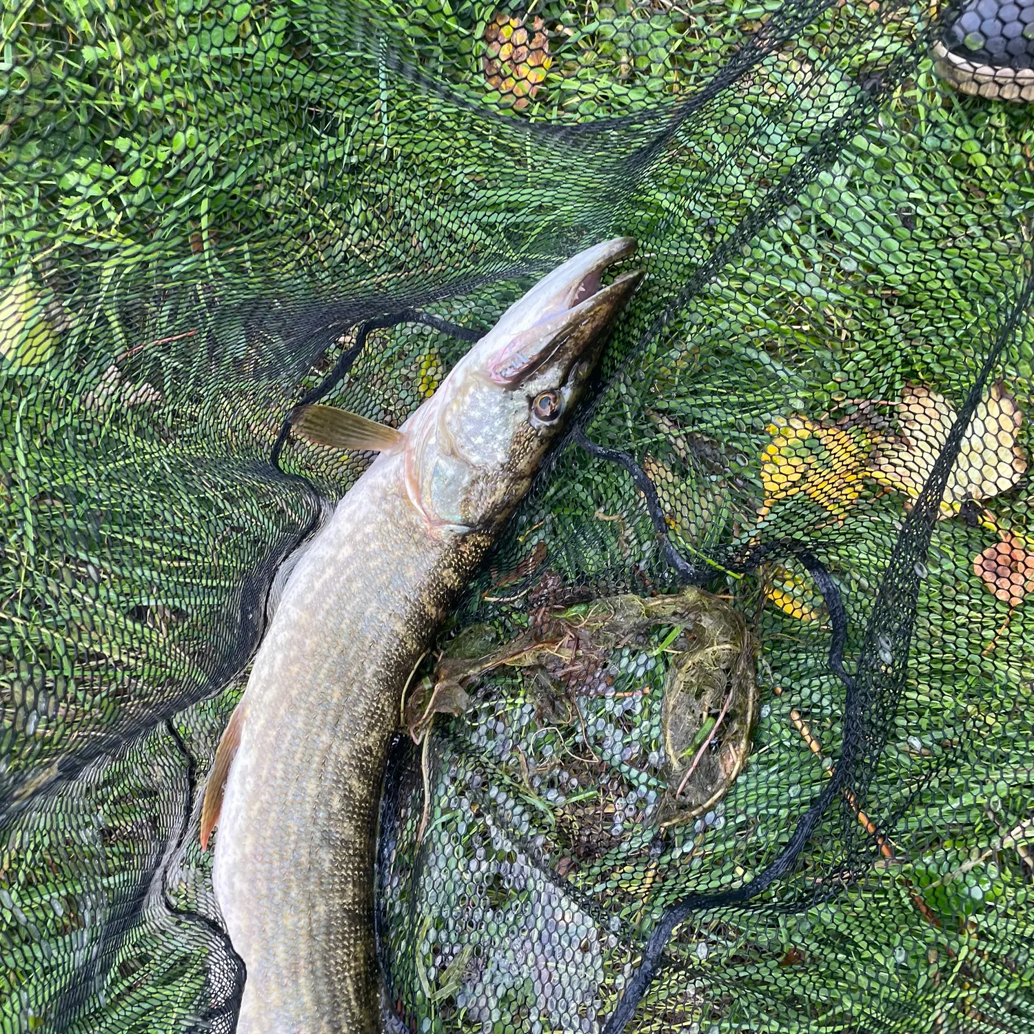 The most recent Northern pike catches on Fishbrain