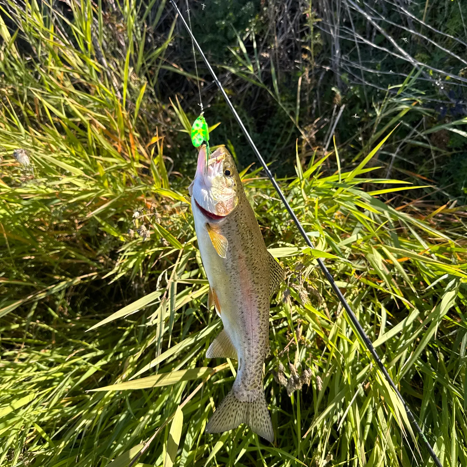 Fish caught on Fishbrain