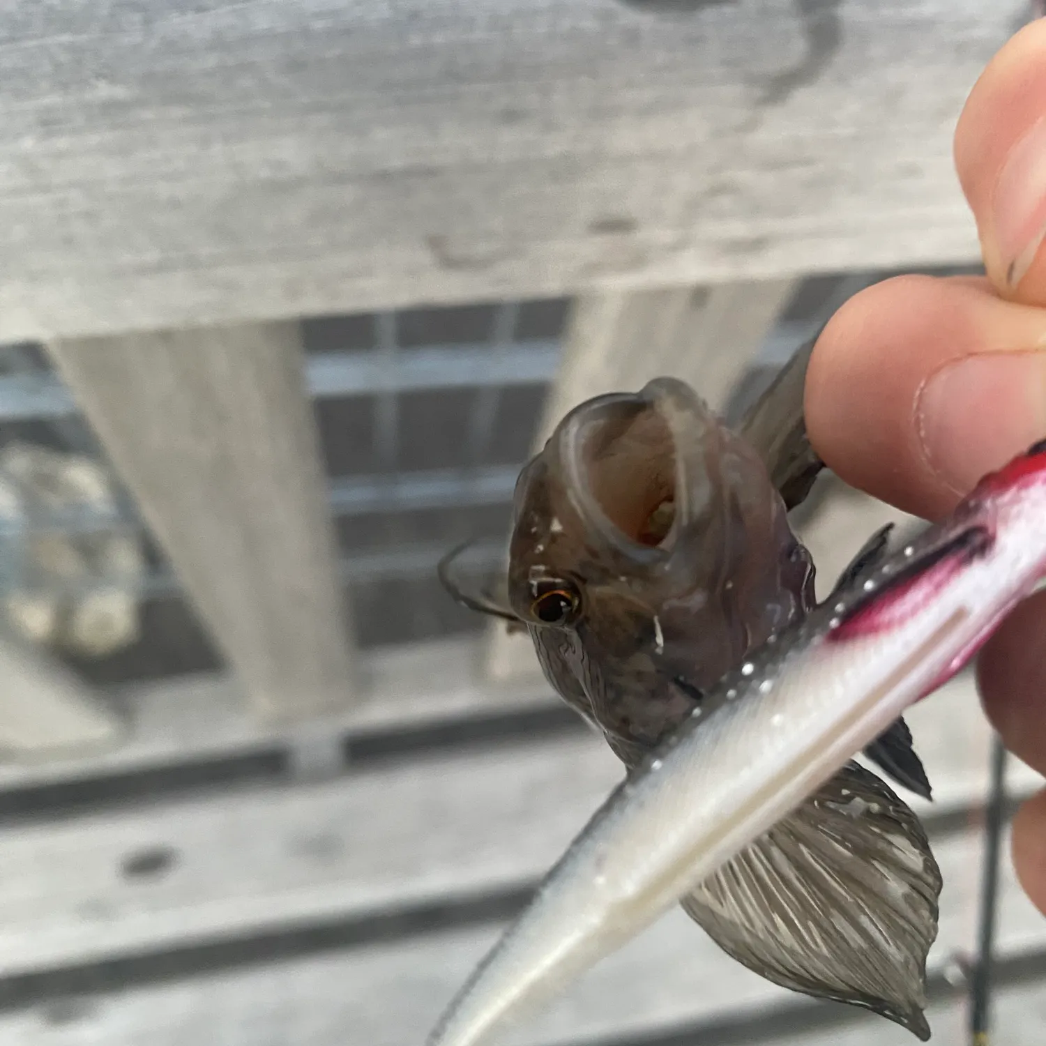 Round goby caught on Fishbrain