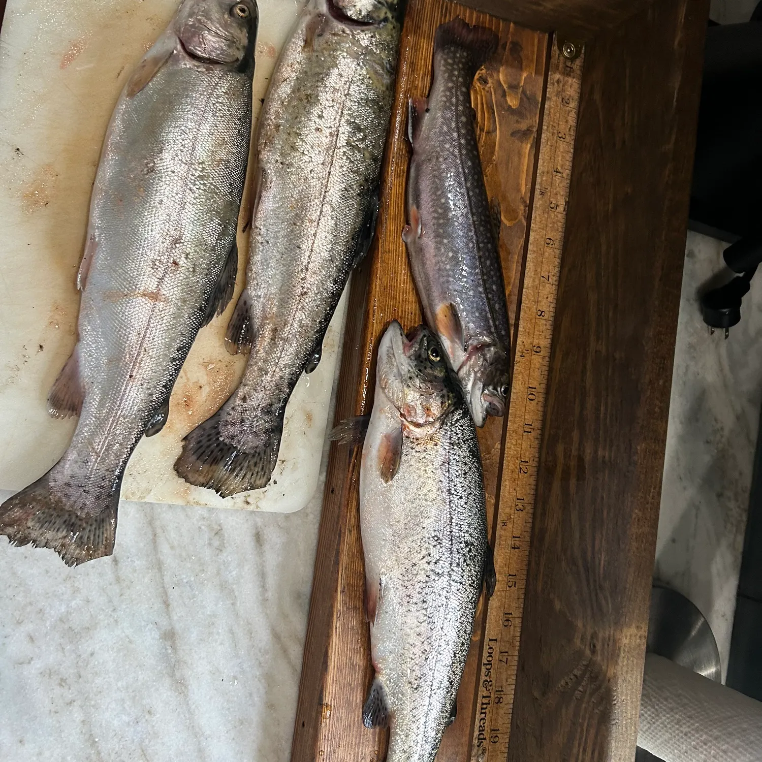 recently logged catches