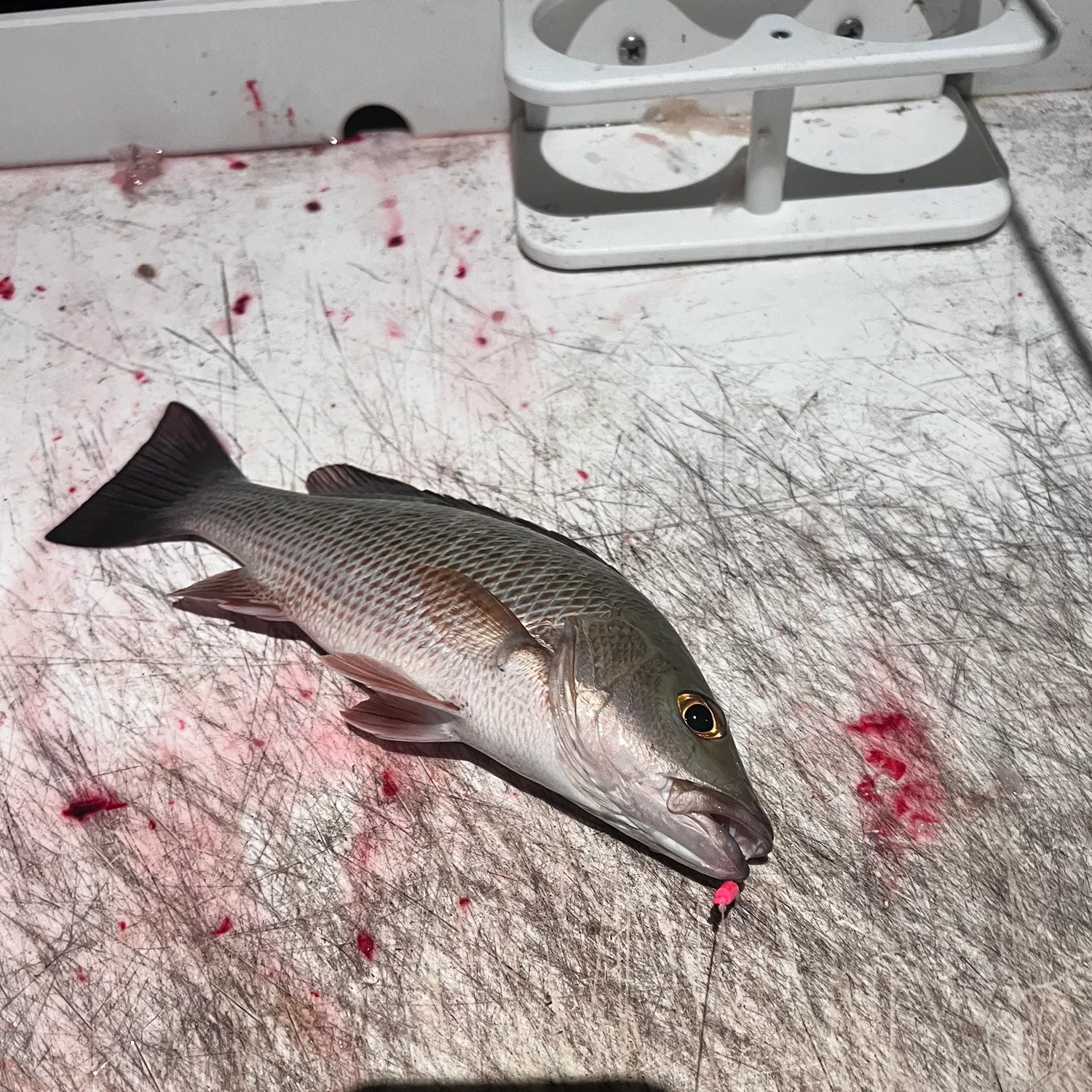 The most recent Mangrove snapper catches on Fishbrain