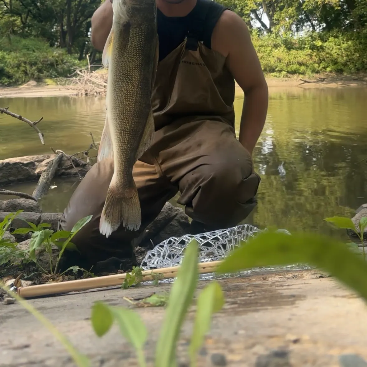 Walleye caught on Fishbrain