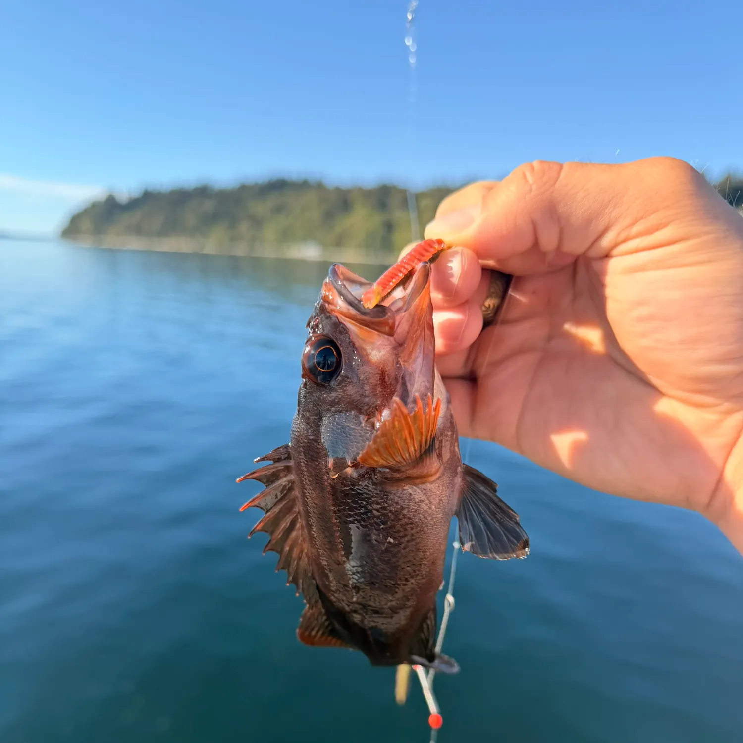 Copper rockfish caught on Fishbrain