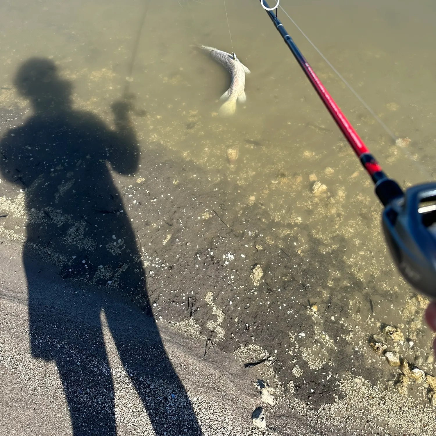 The most recent Alligator gar catches on Fishbrain