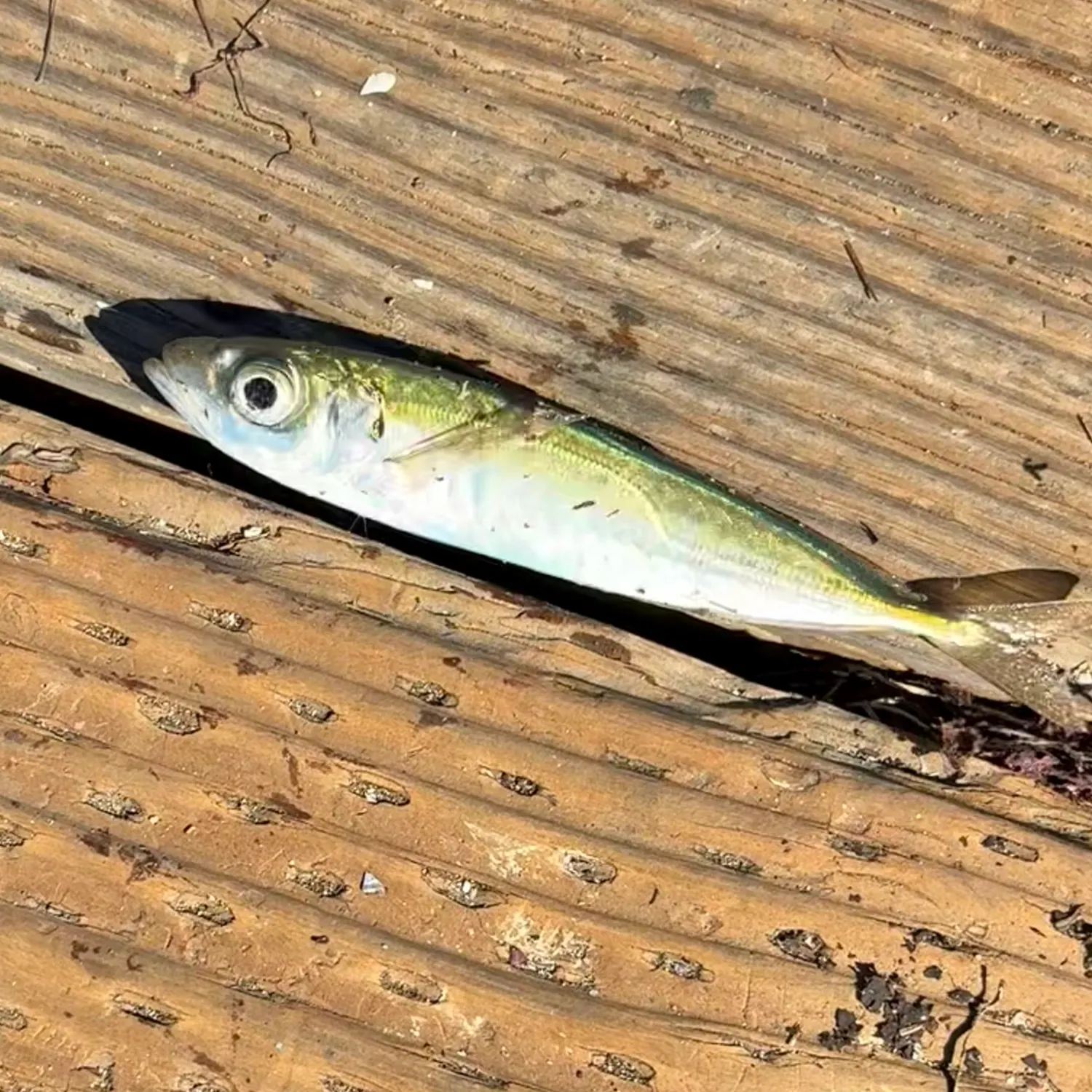 The most recent Pacific jack mackerel catches on Fishbrain