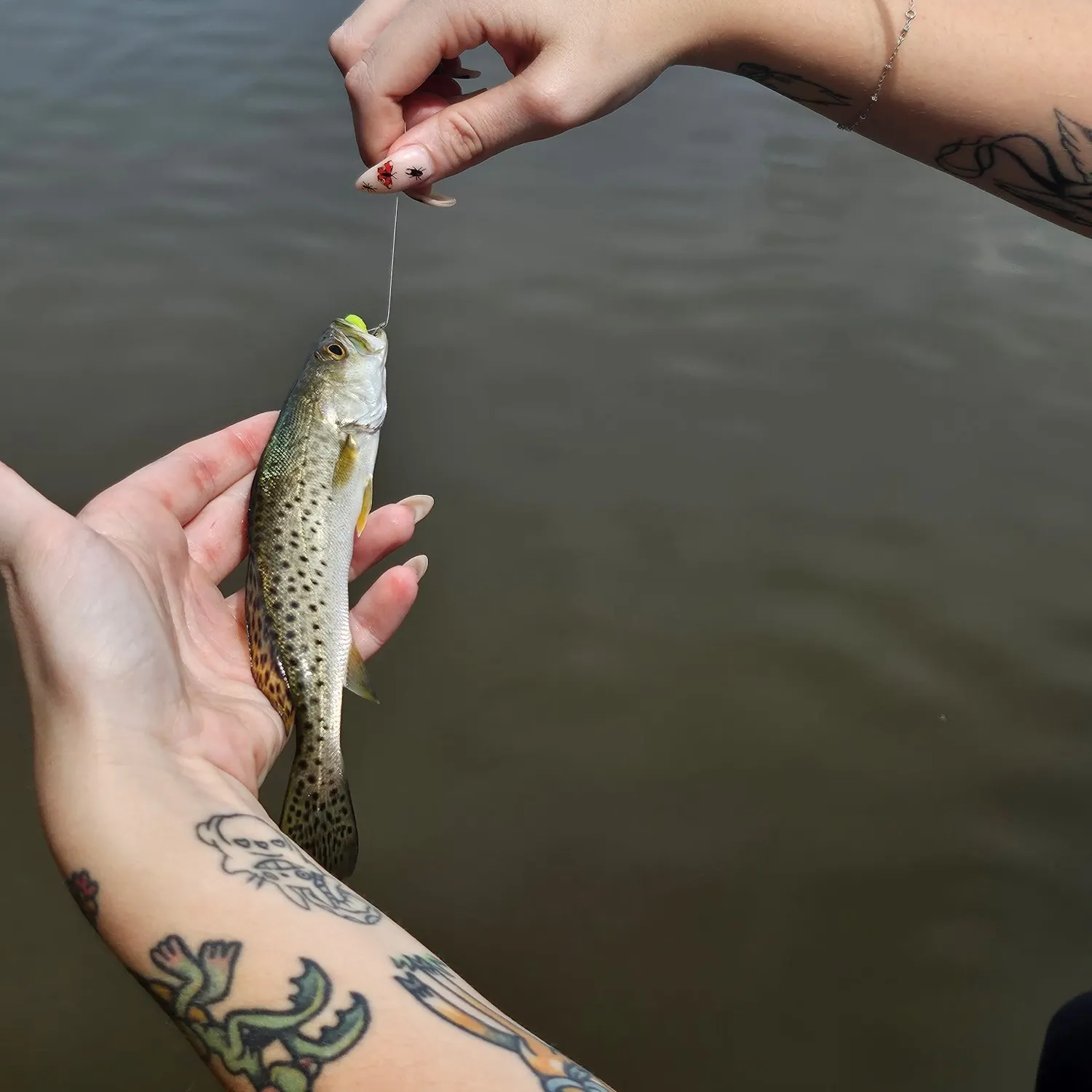 Spotted seatrout caught on Fishbrain