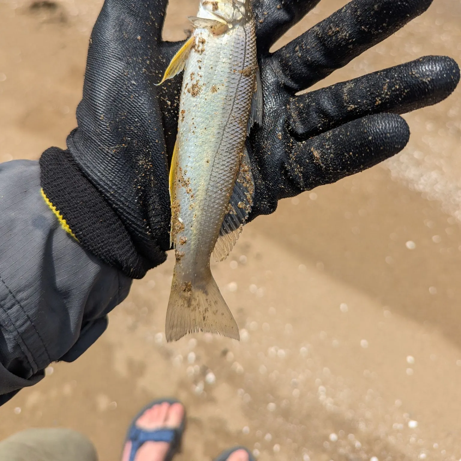 The most recent Sand sillago catches on Fishbrain