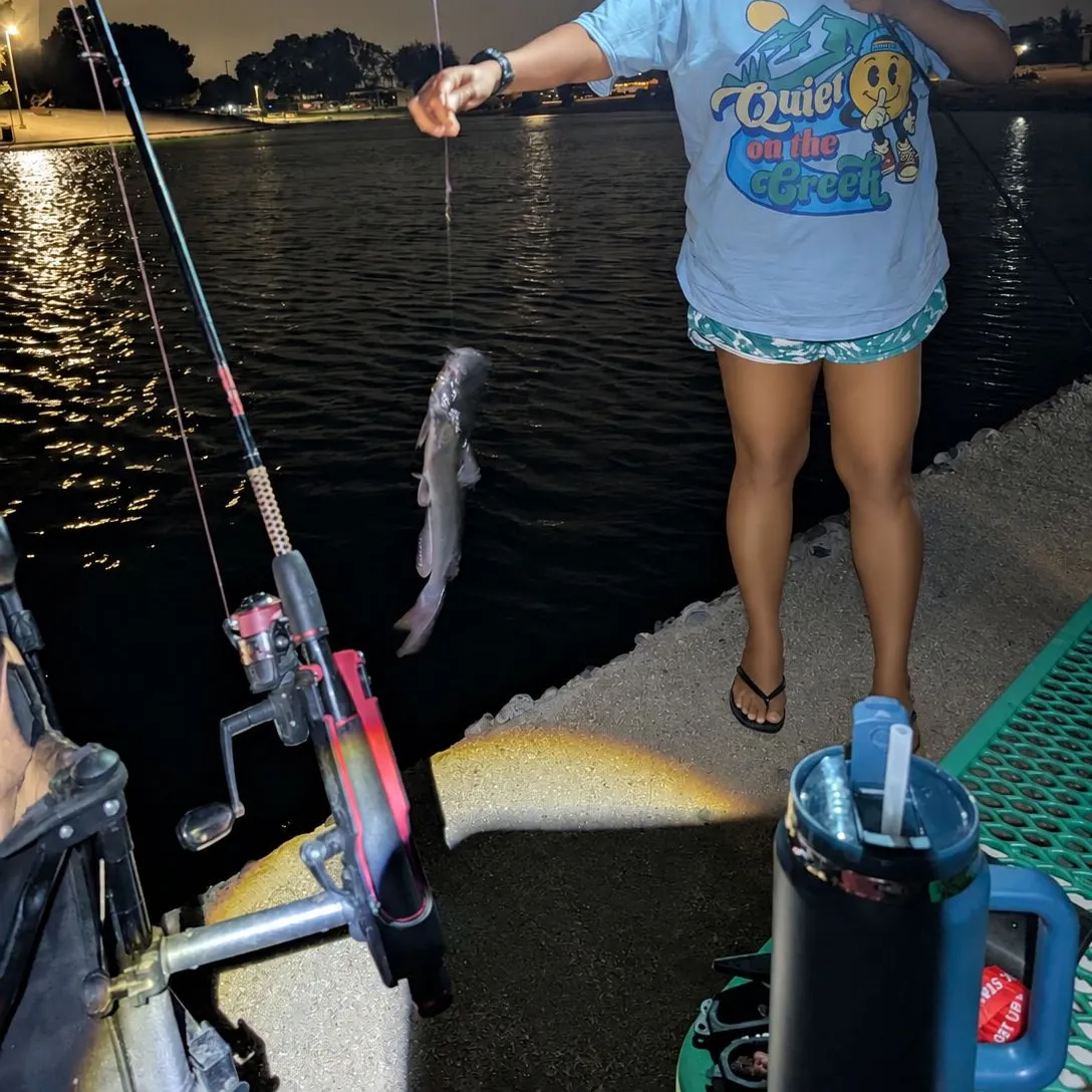 Channel catfish caught on Fishbrain
