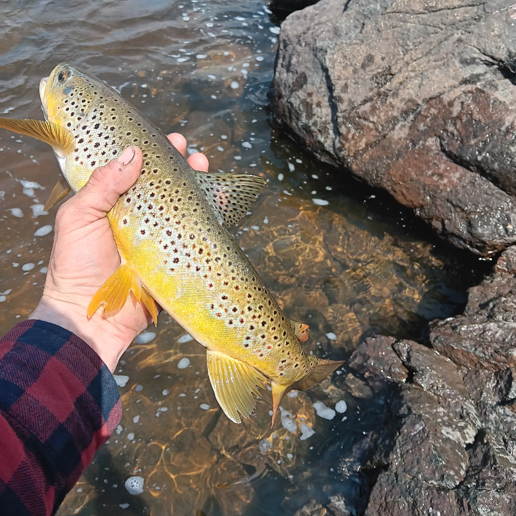 Brown trout caught on Fishbrain